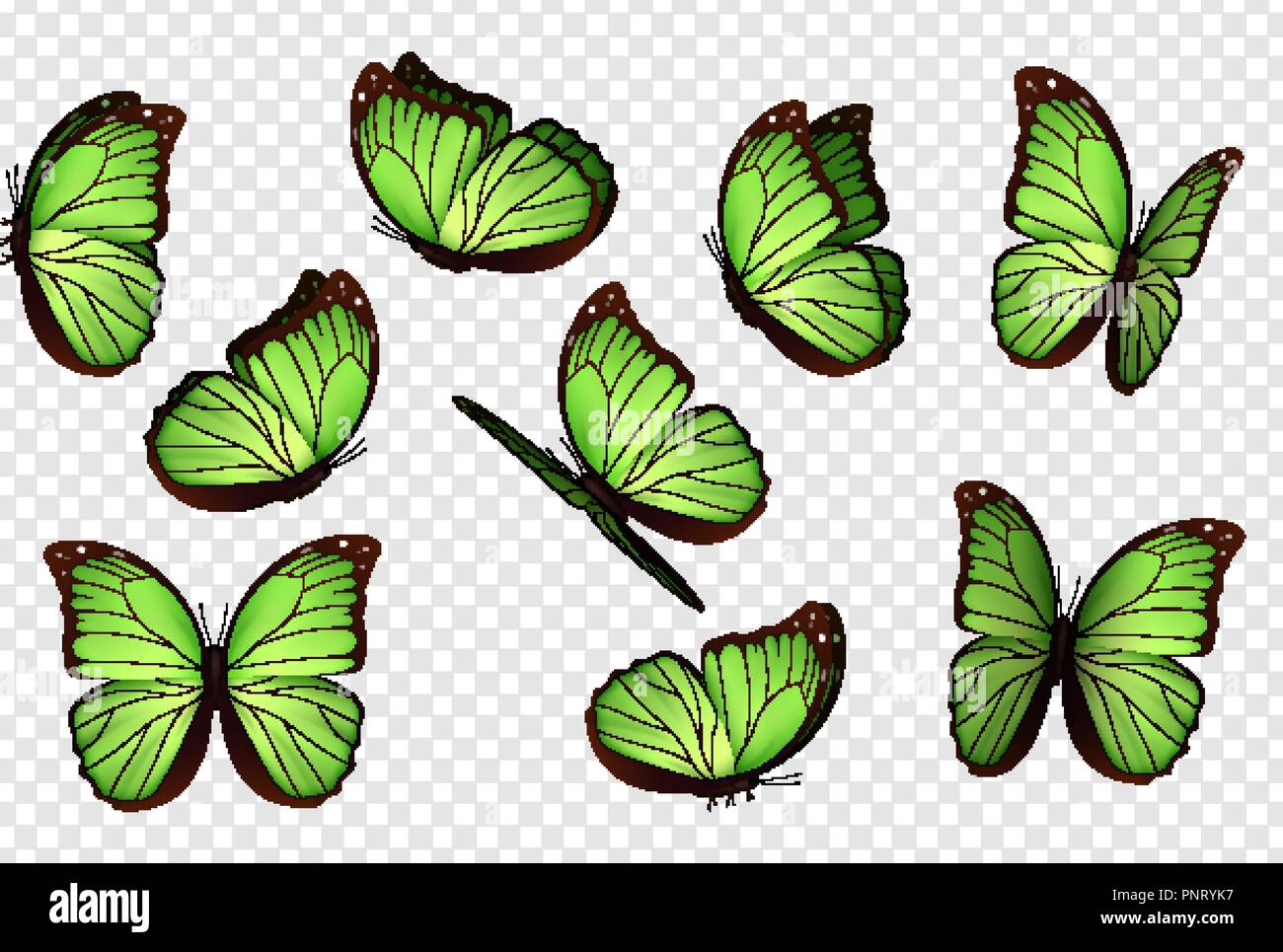 Vecteur De Papillon Vert Isoles De Papillons Des Insectes Avec Coloration Lumineuse Sur Fond Transparent Image Vectorielle Stock Alamy Vecteur De Papillon Vert Isoles De Papillons Des Insectes Avec Coloration Lumineuse Sur Fond Transparent Image Vectorielle Stock Alamy