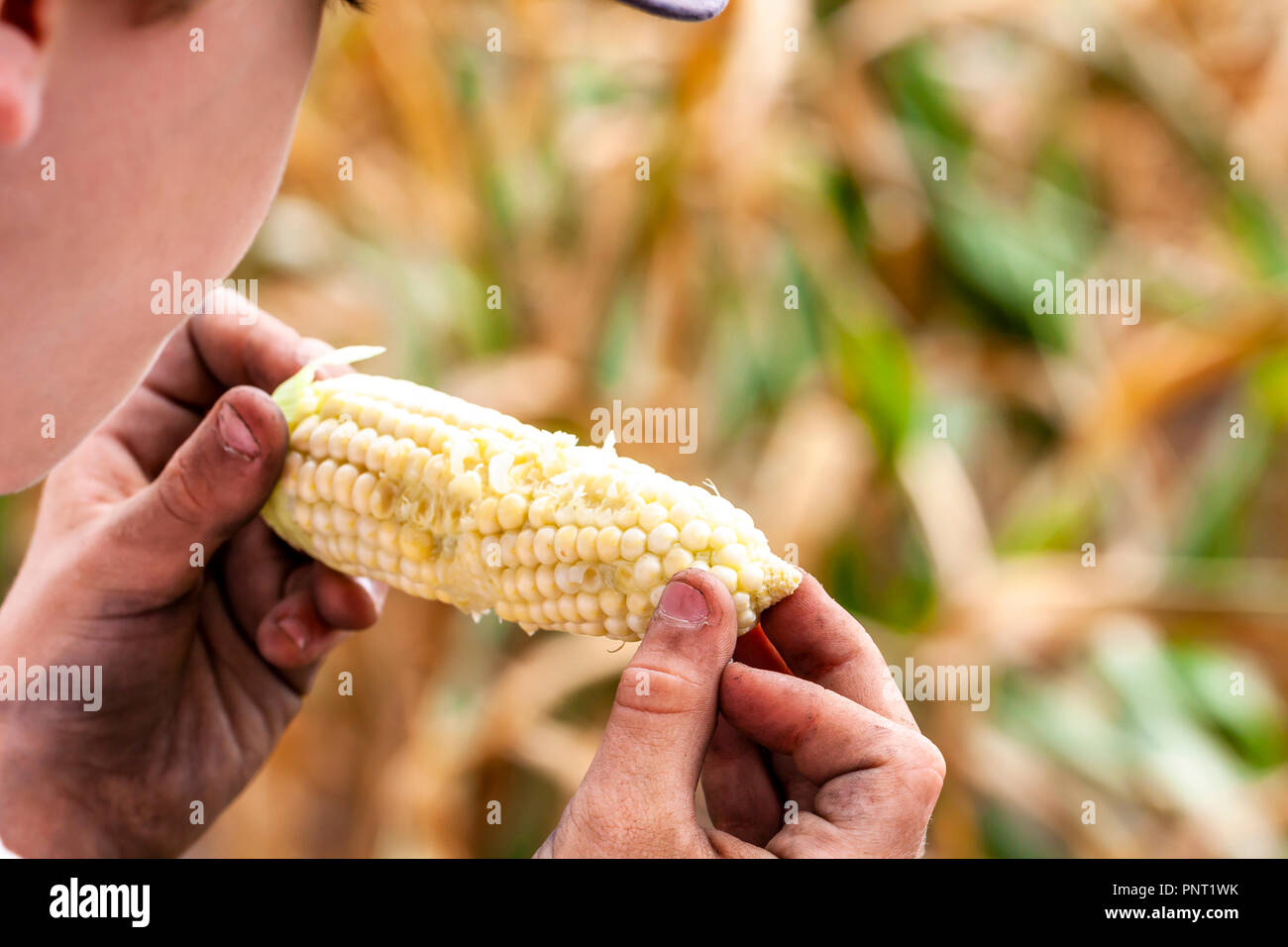 Garçon avec des mains sales de rafles de manger sur le terrain. Banque D'Images