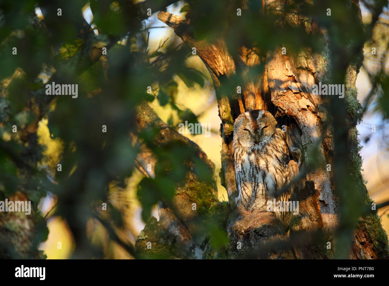 Tawny Owl (Strix Aluco enr), de l'imbrication et de repos le trou. L'Europe Banque D'Images