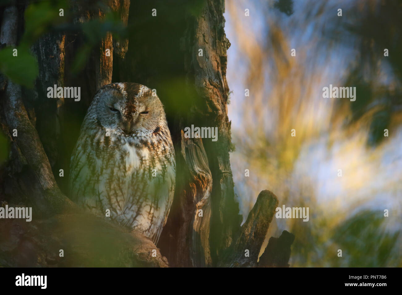 Tawny Owl (Strix Aluco enr), de l'imbrication et de repos le trou. L'Europe Banque D'Images