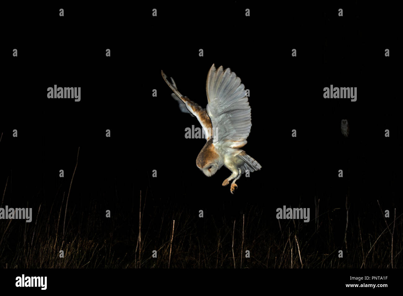 Effraie des clochers Tyto alba huntng en prairie la nuit North Norfolk Banque D'Images