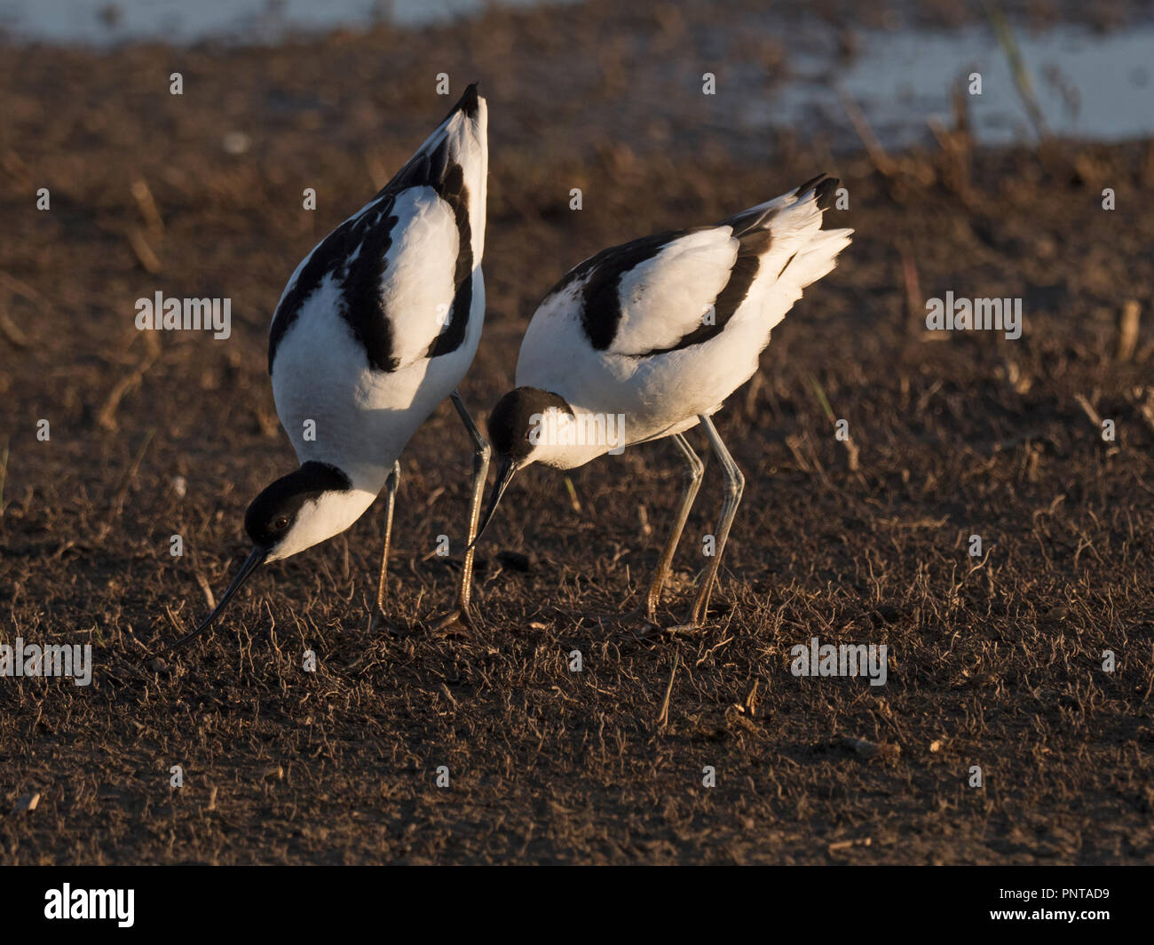 Avocette Recurvirostra avosetta paire pour la prospection d'un site de North Norfolk peut Banque D'Images