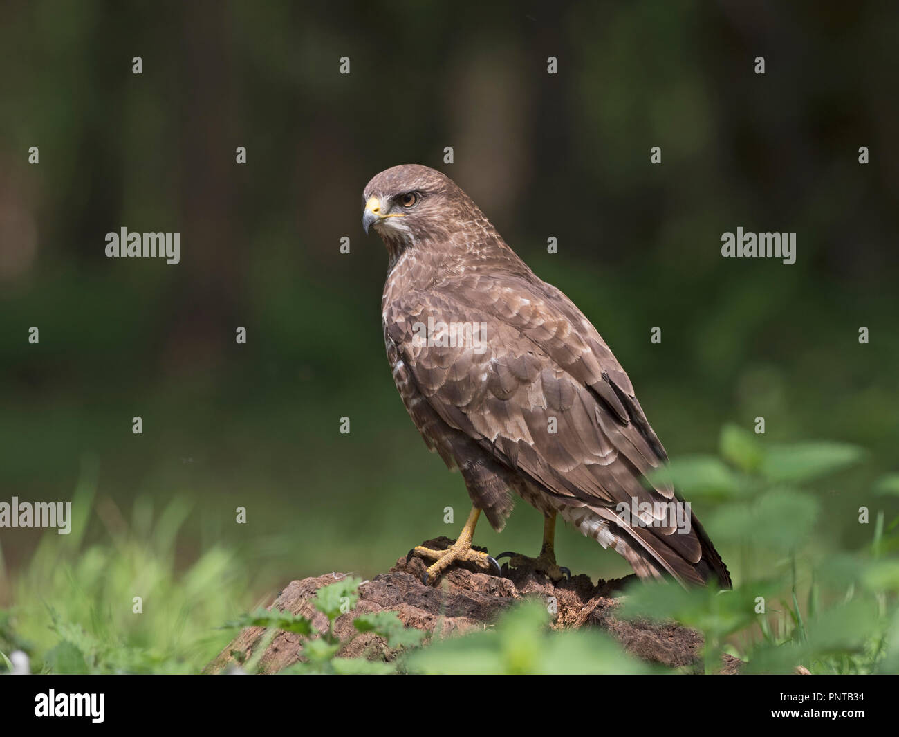 Buse variable Buteo buteo North Norfolk peut Banque D'Images