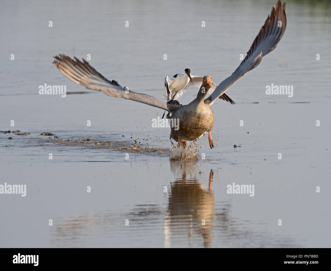 Avocette Recurvirostra avosetta hot off chasse oie cendrée qui a fait intrusion dans son territoire North Norfolk peut Banque D'Images