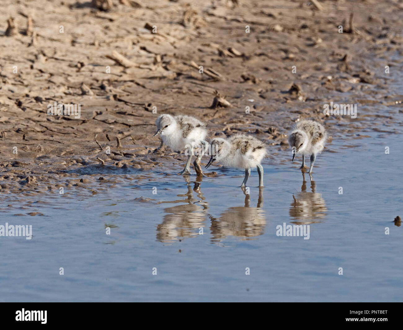 Avocette Recurvirostra avosetta chicks North Norfolk peut Banque D'Images