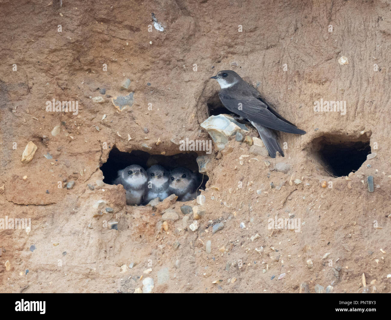 Riparia riparia Sand Martin colonie en falaise North Norfolk summer Banque D'Images