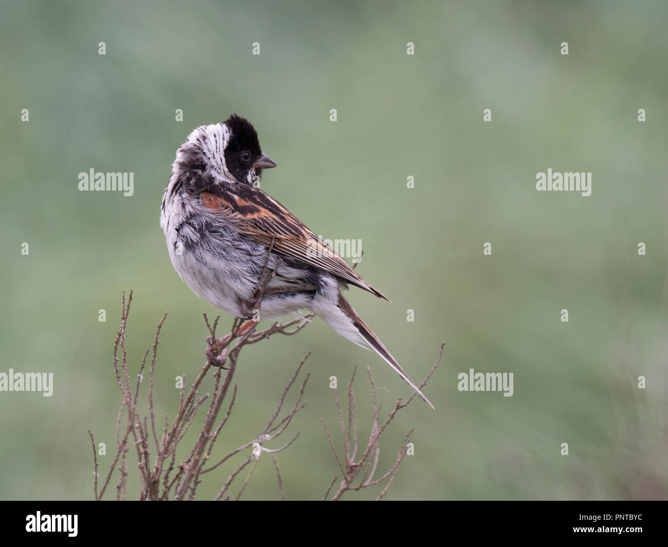 Emberiza schoeniclus roseau commun homme Titchwell, printemps Norfolk Banque D'Images