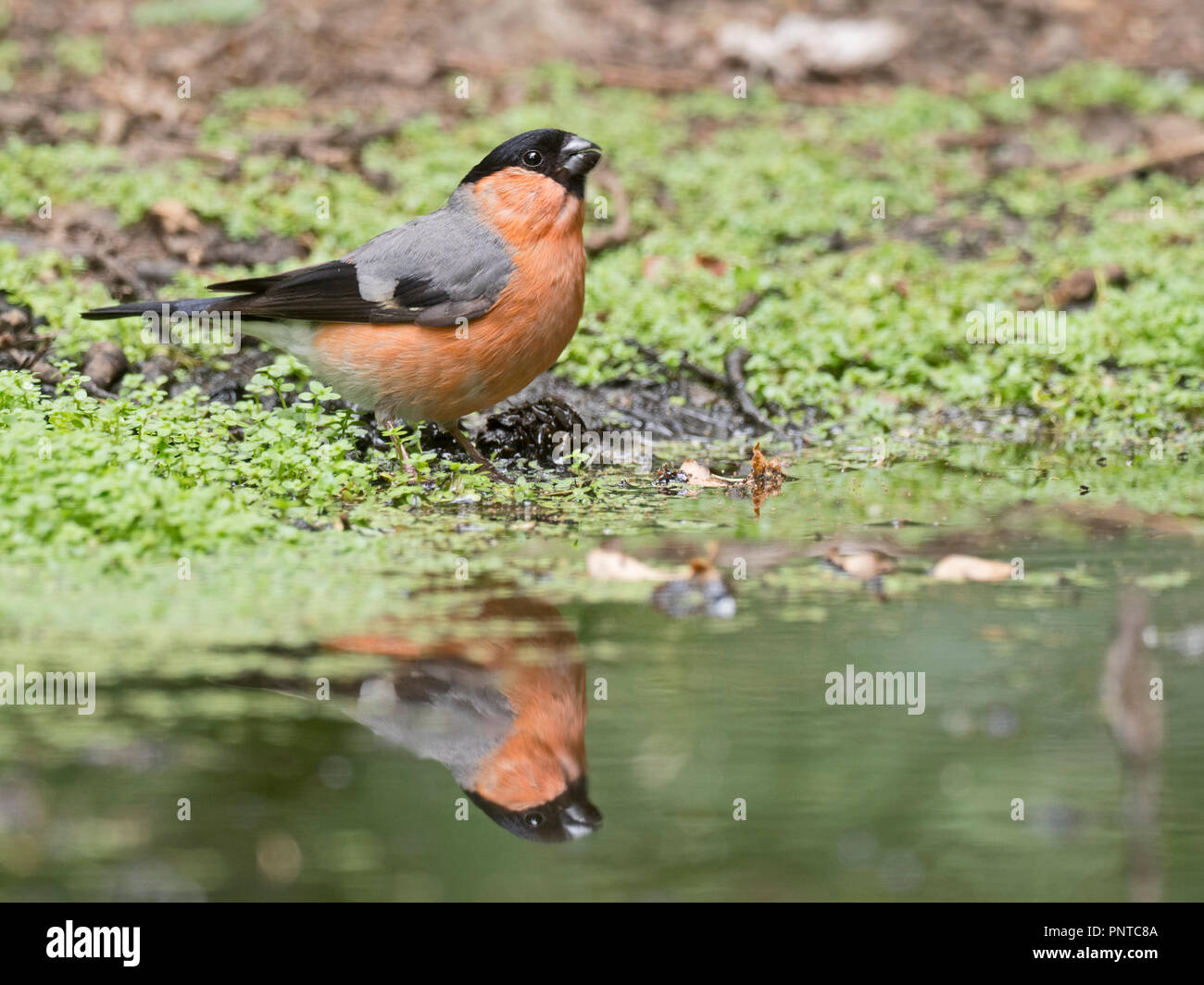 Canard colvert Pyrrhula pyrrhula homme boire à piscine bois North Norfolk summer Banque D'Images