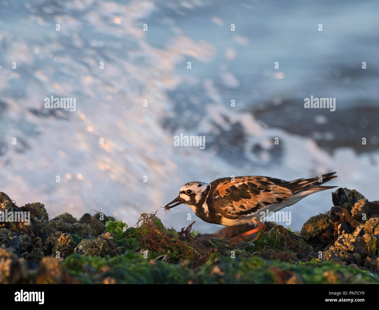 Tournepierre à collier Arenaria interpres adulte en plumage nuptial avec petit crabe sur le rivage à Titchwell Juillet Norfolk Banque D'Images
