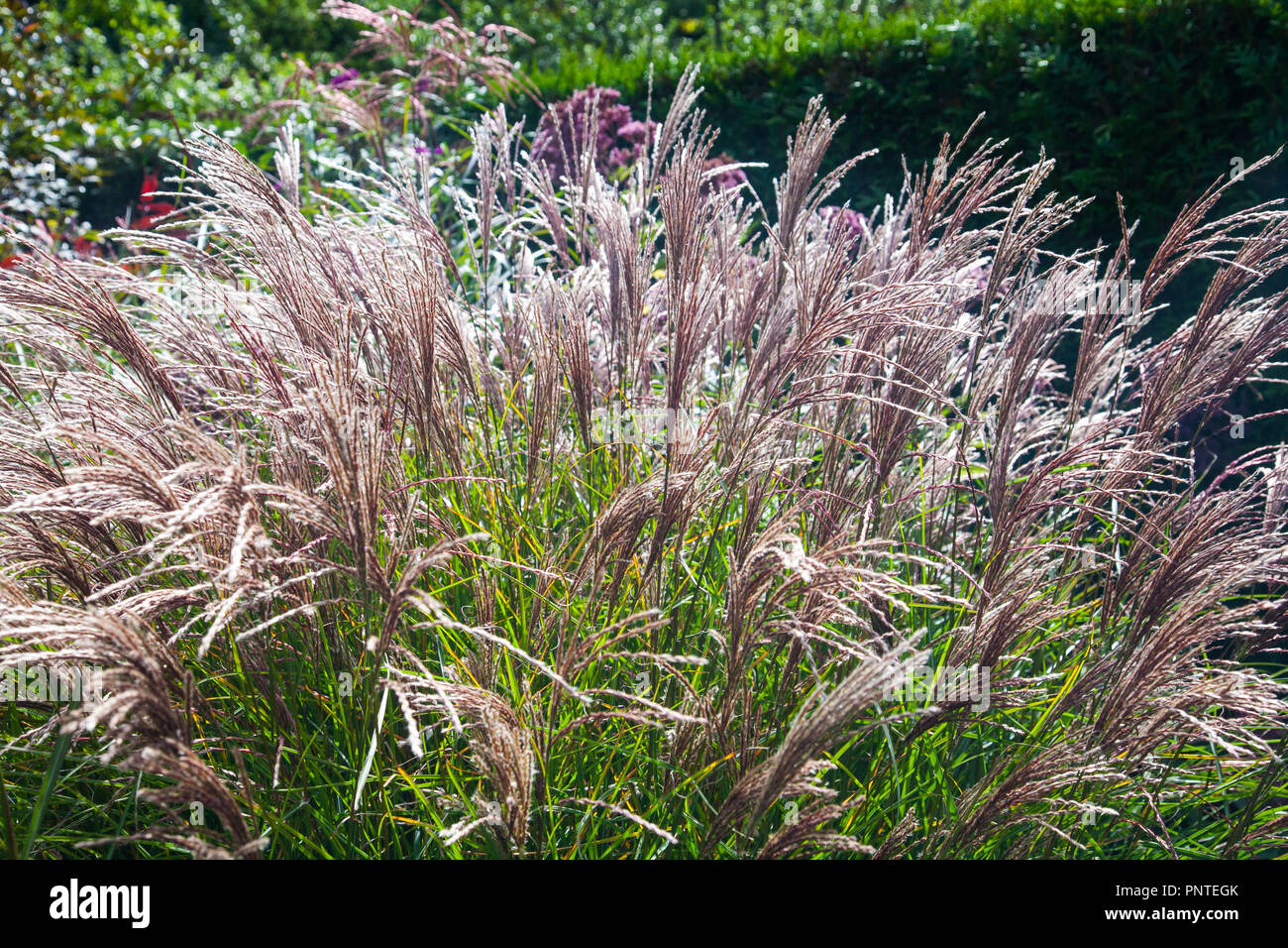 Argent chinois - graminées Miscanthus sinensis Red Cloud Banque D'Images