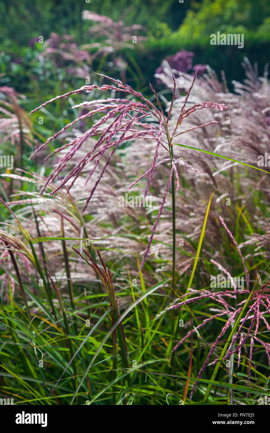 Argent chinois - graminées Miscanthus sinensis Red Cloud Banque D'Images