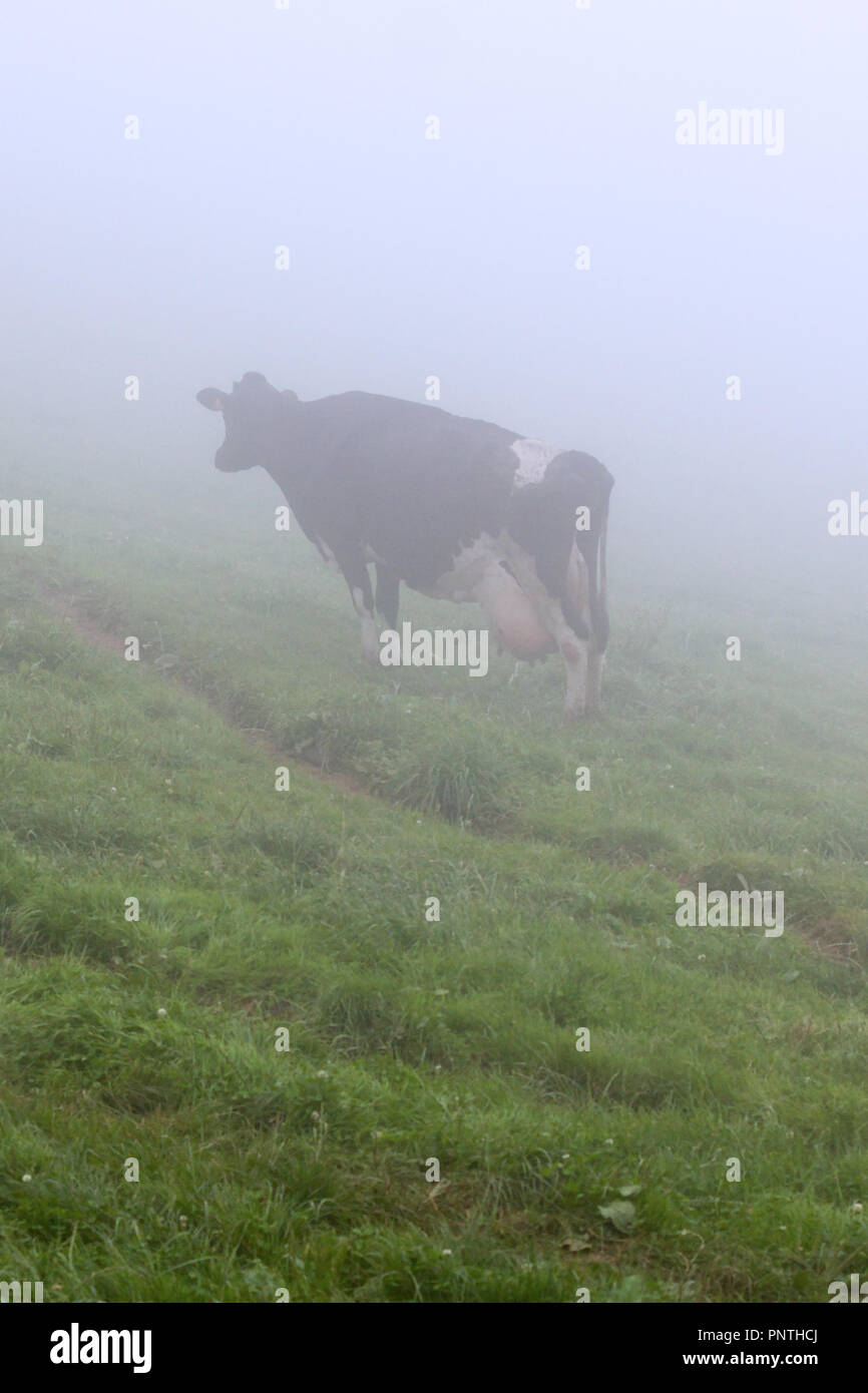 Les Asturies, Espagne. Lait de vache dans un jour brumeux en vert pâturage. Banque D'Images
