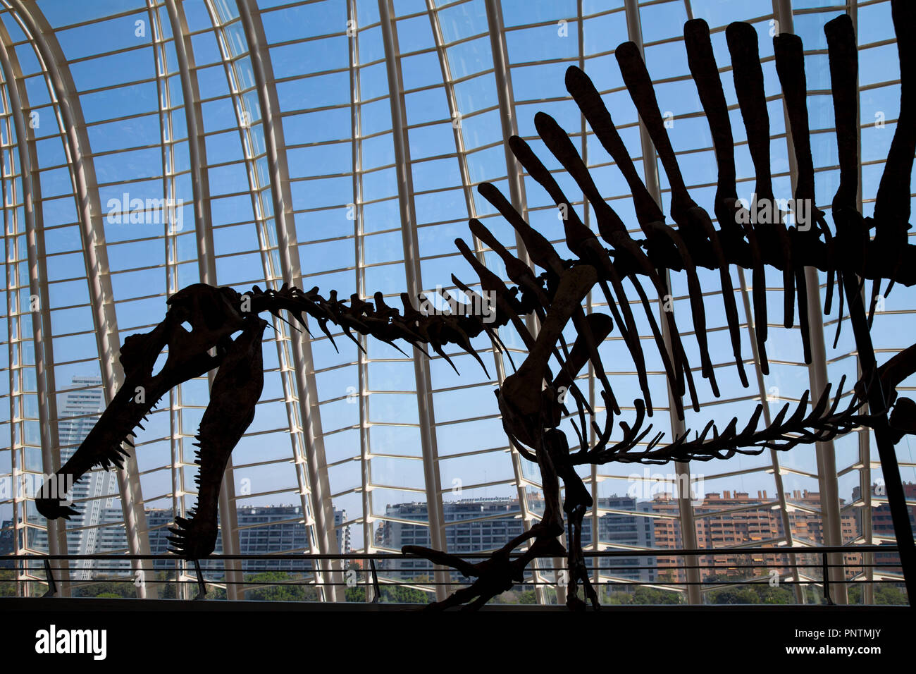 Des squelettes de dinosaure dans le musée de la science dans la Cité des Arts et des Sciences de Valence, Espagne Banque D'Images