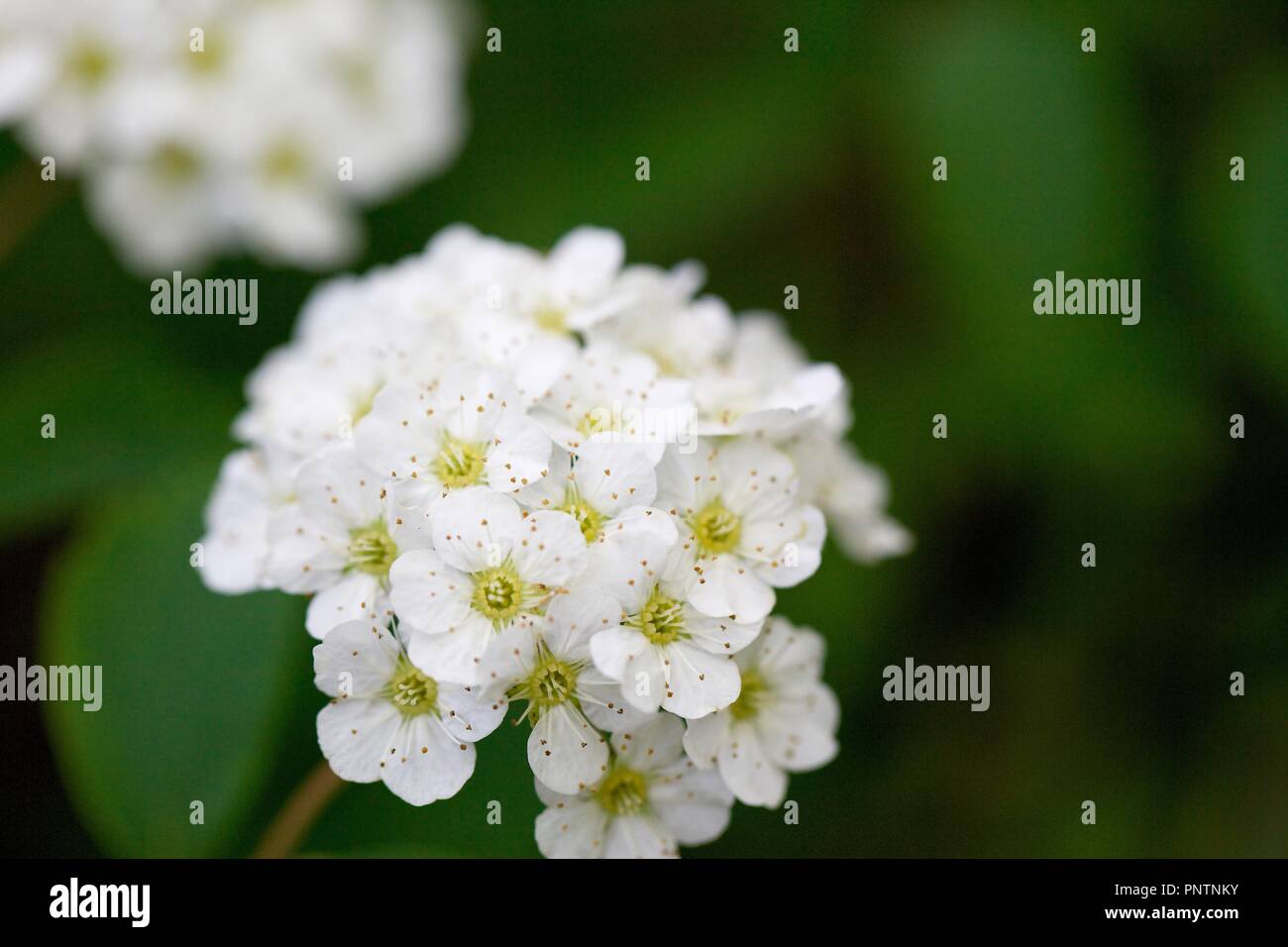 Divers jardin fleurs, belles couleurs luxuriantes de pétales, avec beaucoup de flou. Macro Banque D'Images