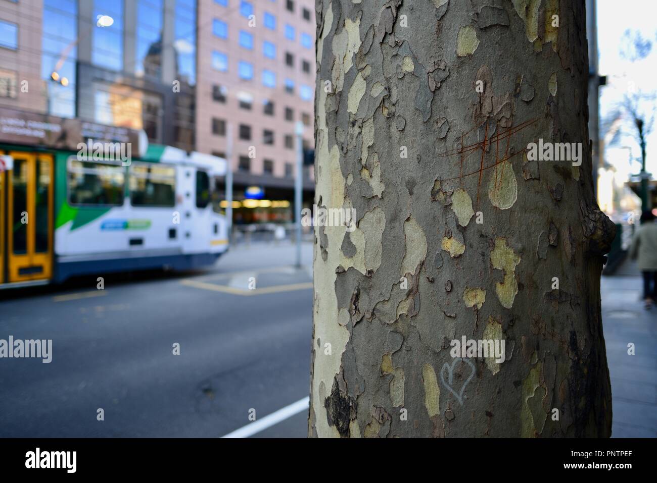 London arbre plan croissant sur Flinders Street, Melbourne, VIC, Australie Banque D'Images