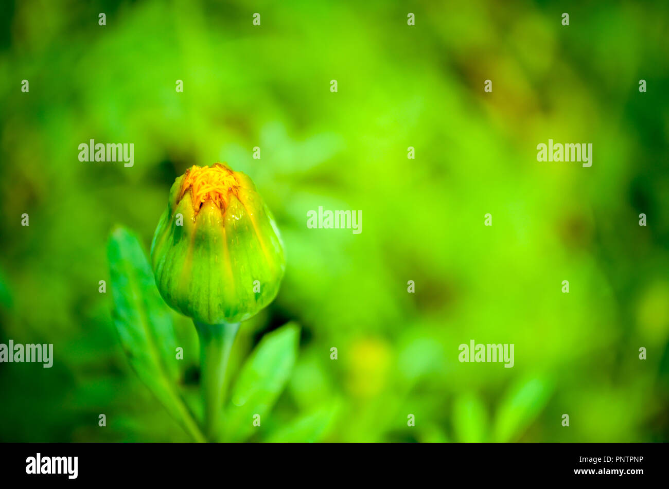 Bouton floral jaune sur le point de s'épanouir avec un accent fond vert. Banque D'Images