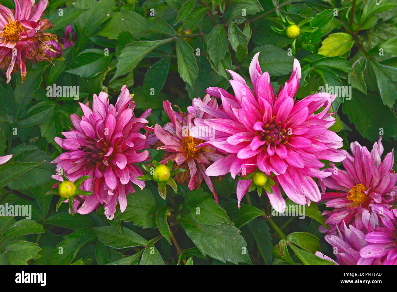 Close up of Dahlia 'Art Nouveau' dans une bordure de fleurs Banque D'Images