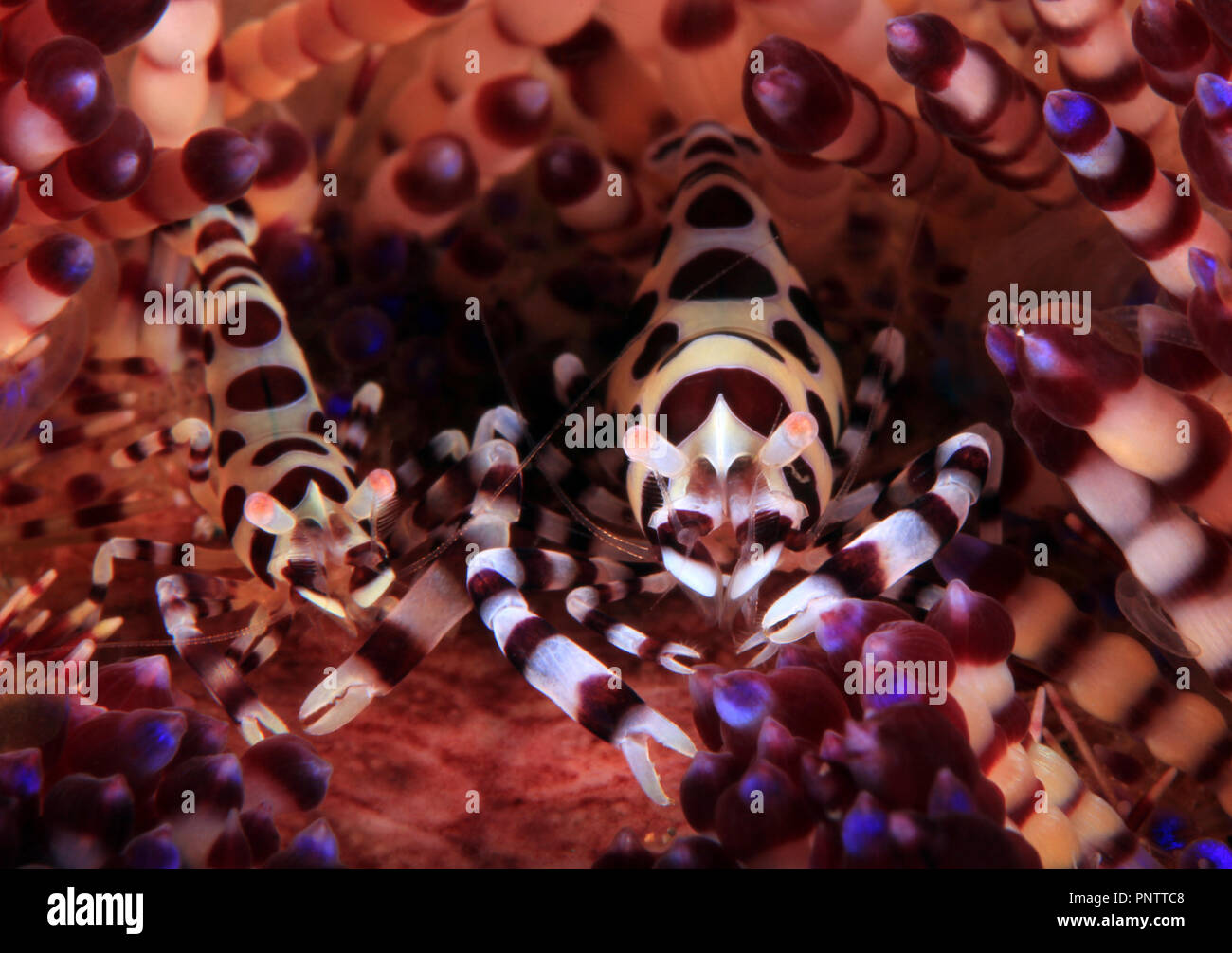 Coleman (Periclimenes colemani Couple Crevette) sur un feu Urchin. Anilao, Philippines Banque D'Images