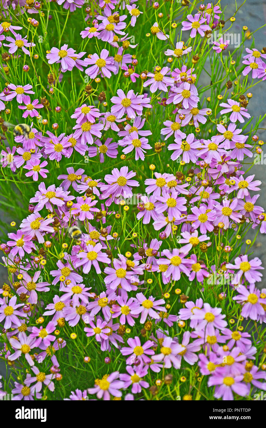 Gros plan d'une floraison Coreopsis 'American Dream' dans un chalet jardin Banque D'Images