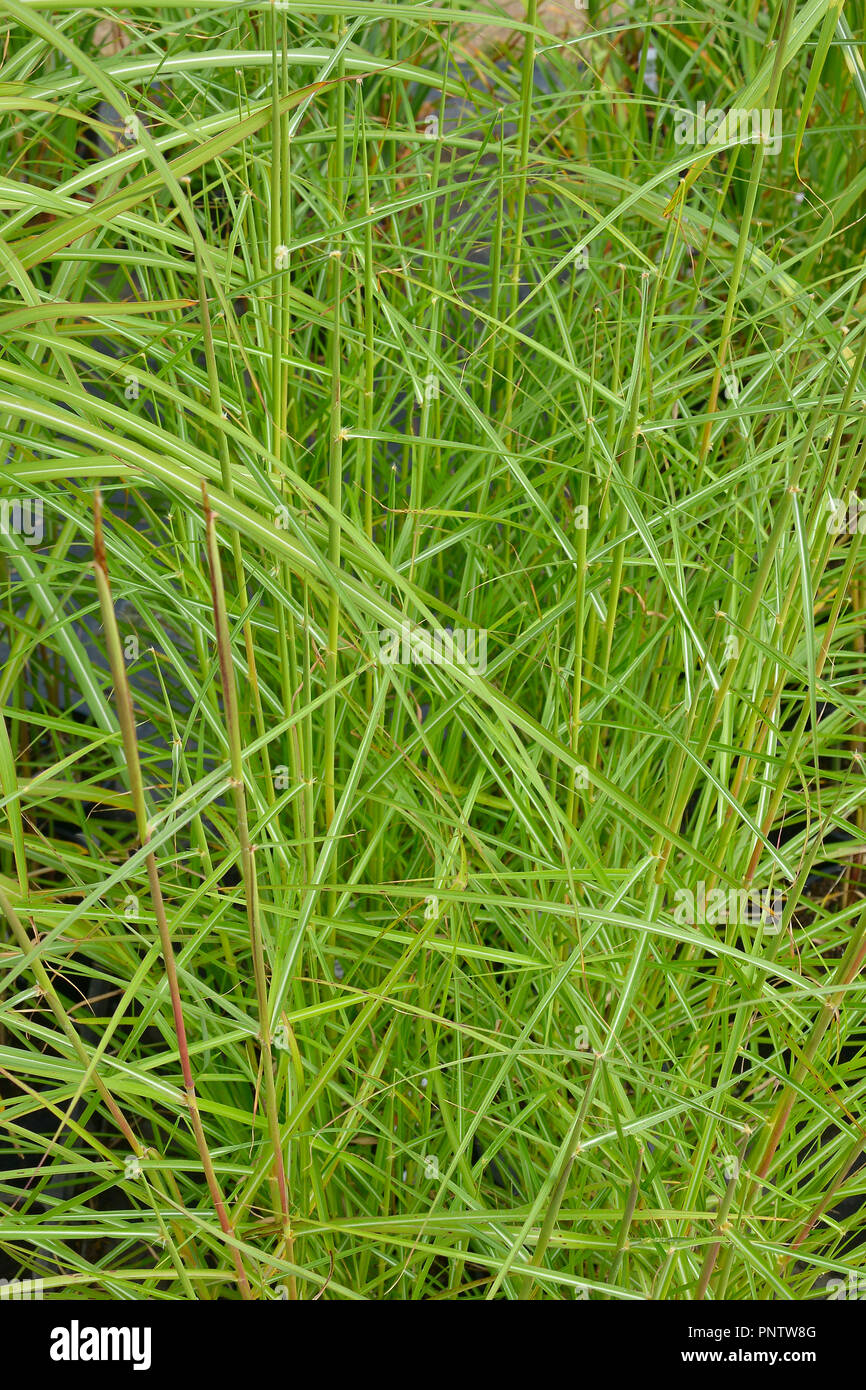 Close up de l'herbe Miscanthus sinensis 'Nippon' Banque D'Images