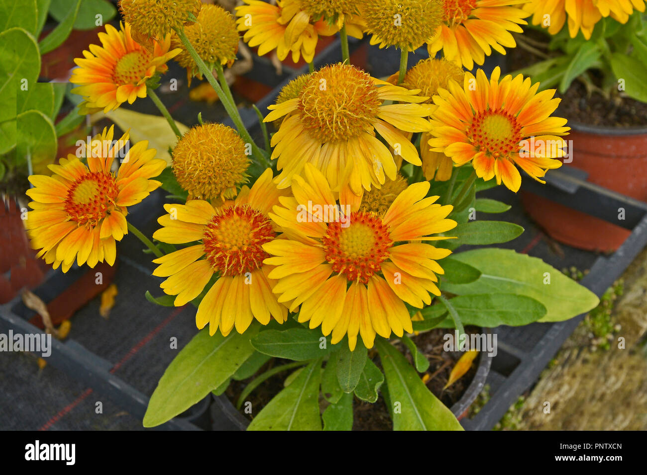 Close up de Gaillardia x grandiflora 'Arizona Apricot' dans une bordure de fleurs Banque D'Images