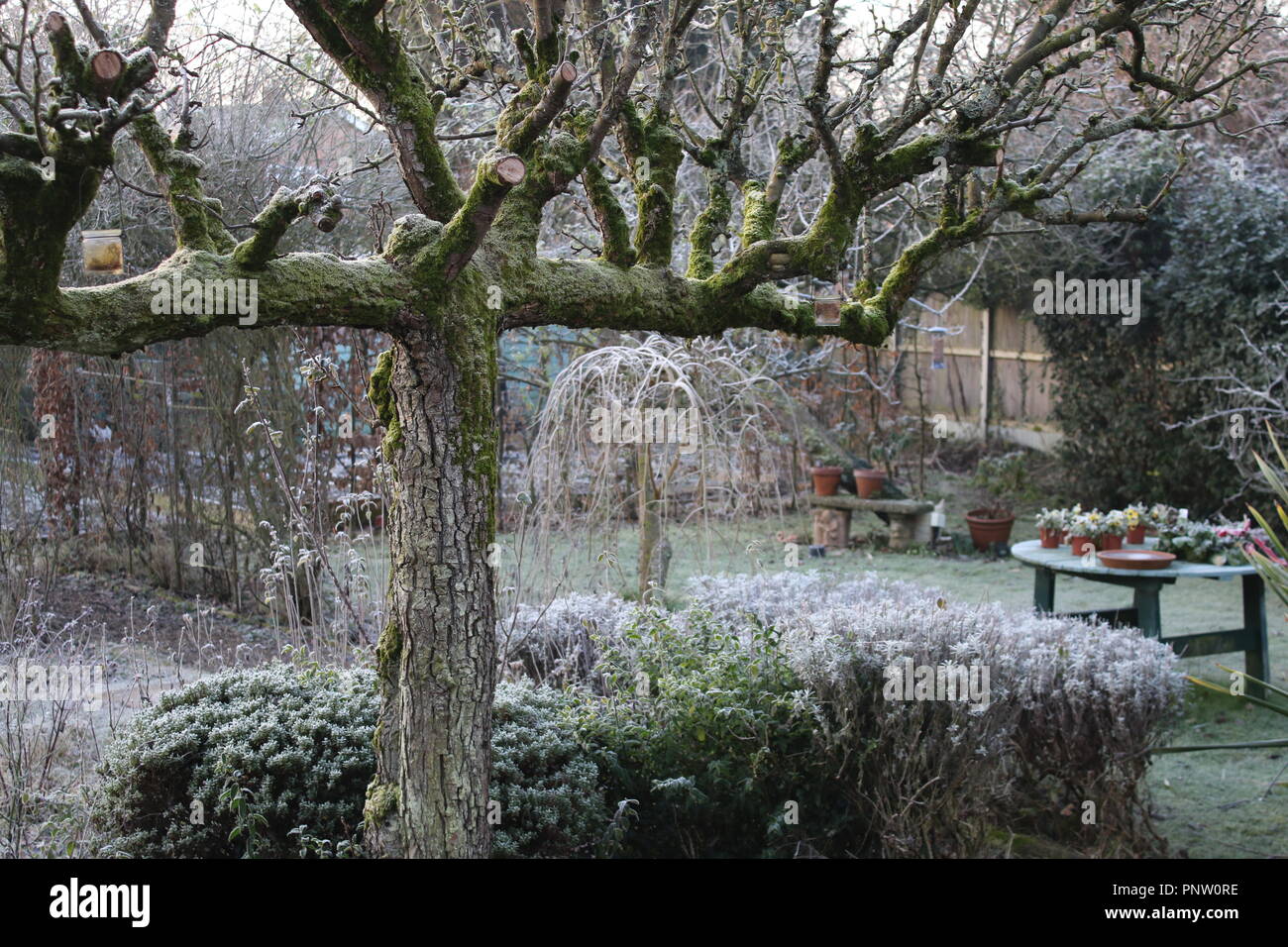 Hiver paysage gelé un jardin anglais givre couverts d'herbe, l'espalier pear tree, plantes, pots & rose arch gravel pathway to porte secrète Banque D'Images