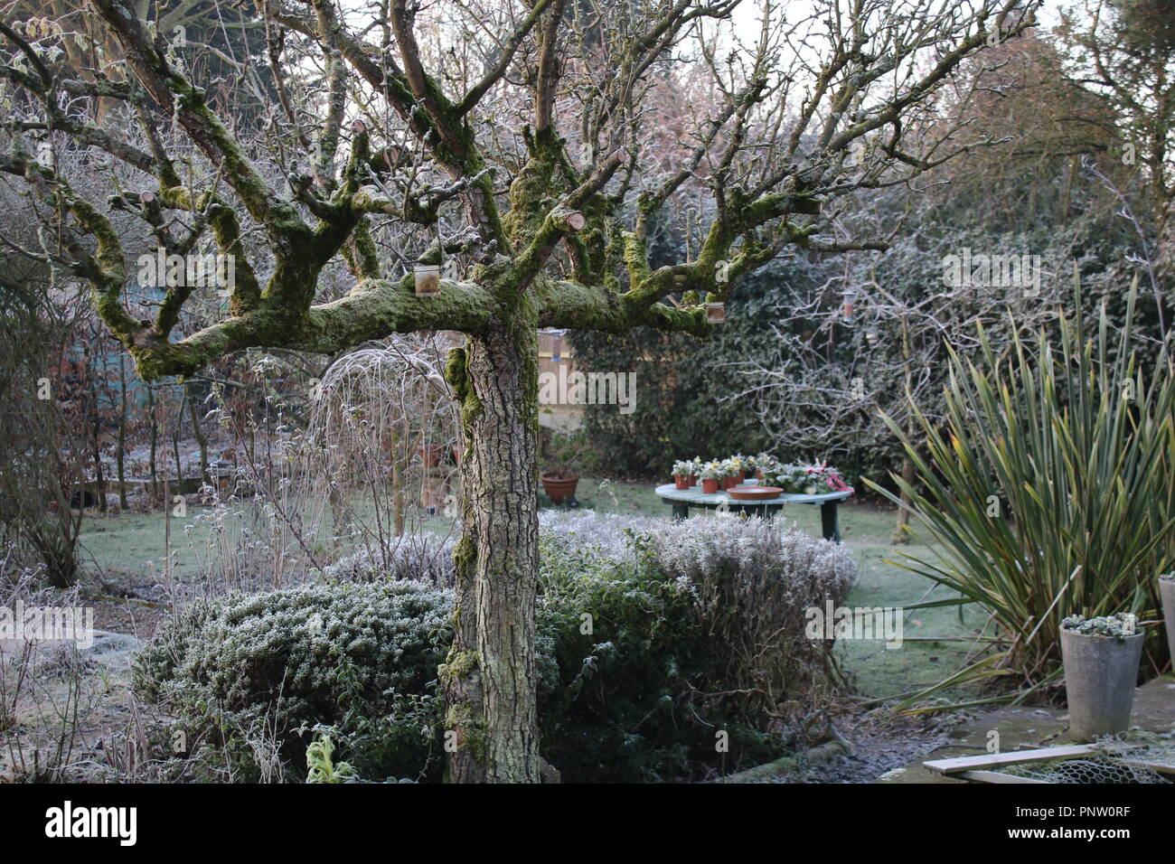 Hiver paysage gelé un jardin anglais givre couverts d'herbe, l'espalier pear tree, plantes, pots & rose arch gravel pathway to porte secrète Banque D'Images