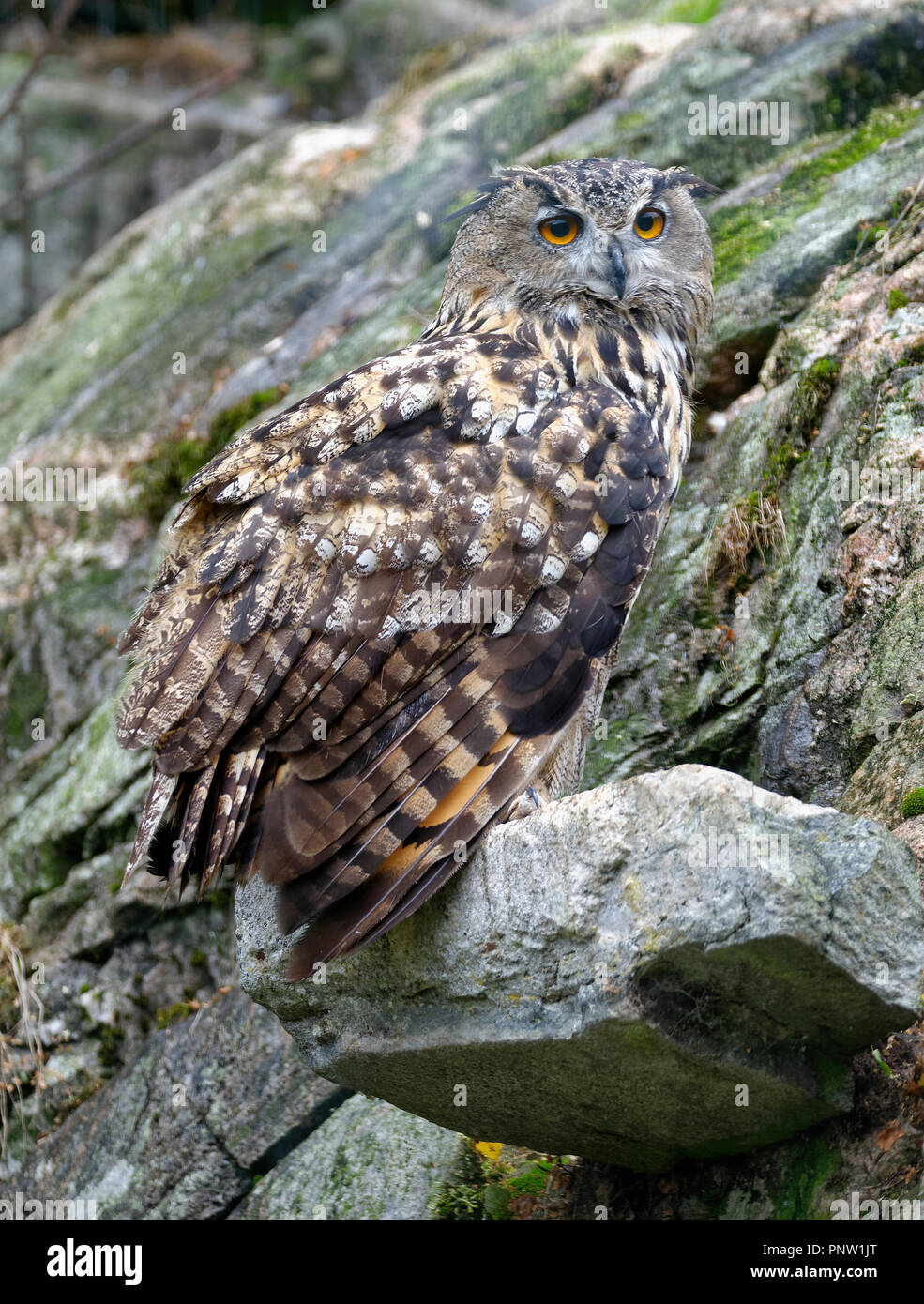 Grand-duc - Bubo bubo grand hibou Banque D'Images