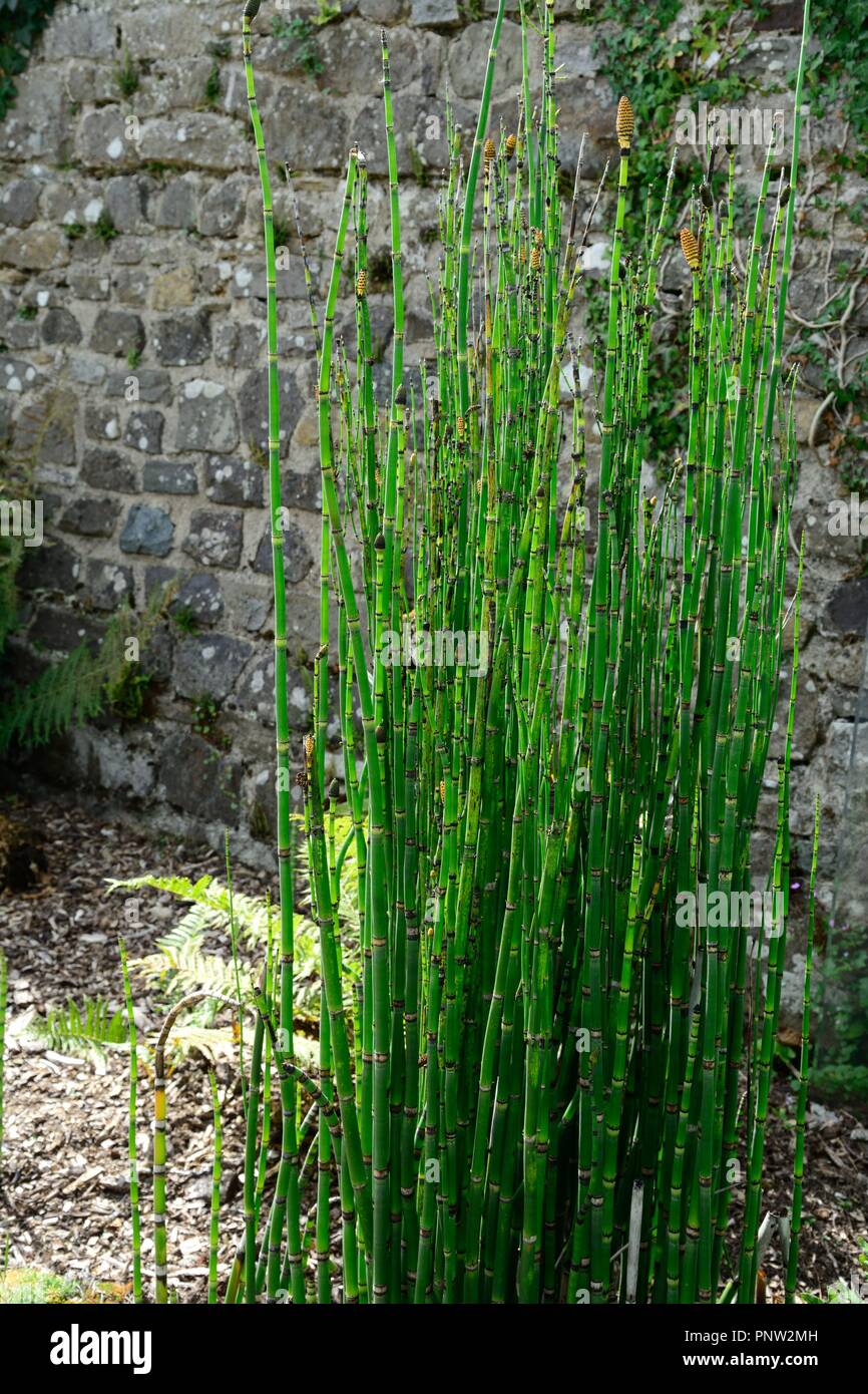 La prêle Equisetum camtschatcense plant Banque D'Images