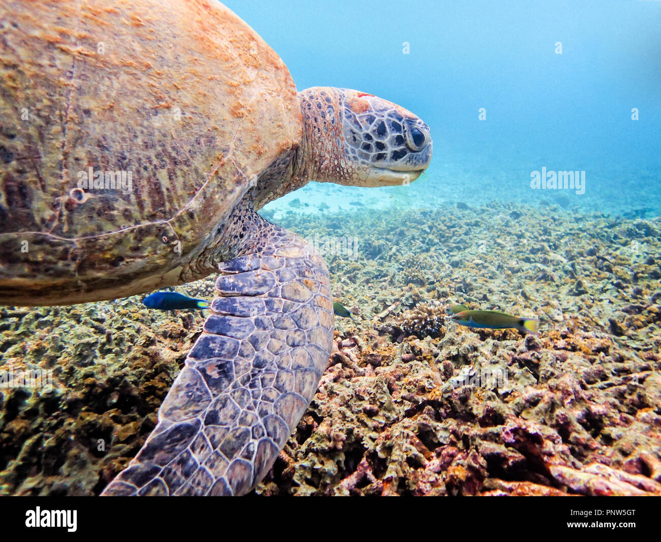 Des photos sous-marines de la Tortue verte Chelonia mydas ou est un des animaux marins sont à la recherche de nourriture sur le récif à l'île de Ko Tao en Thailande Banque D'Images