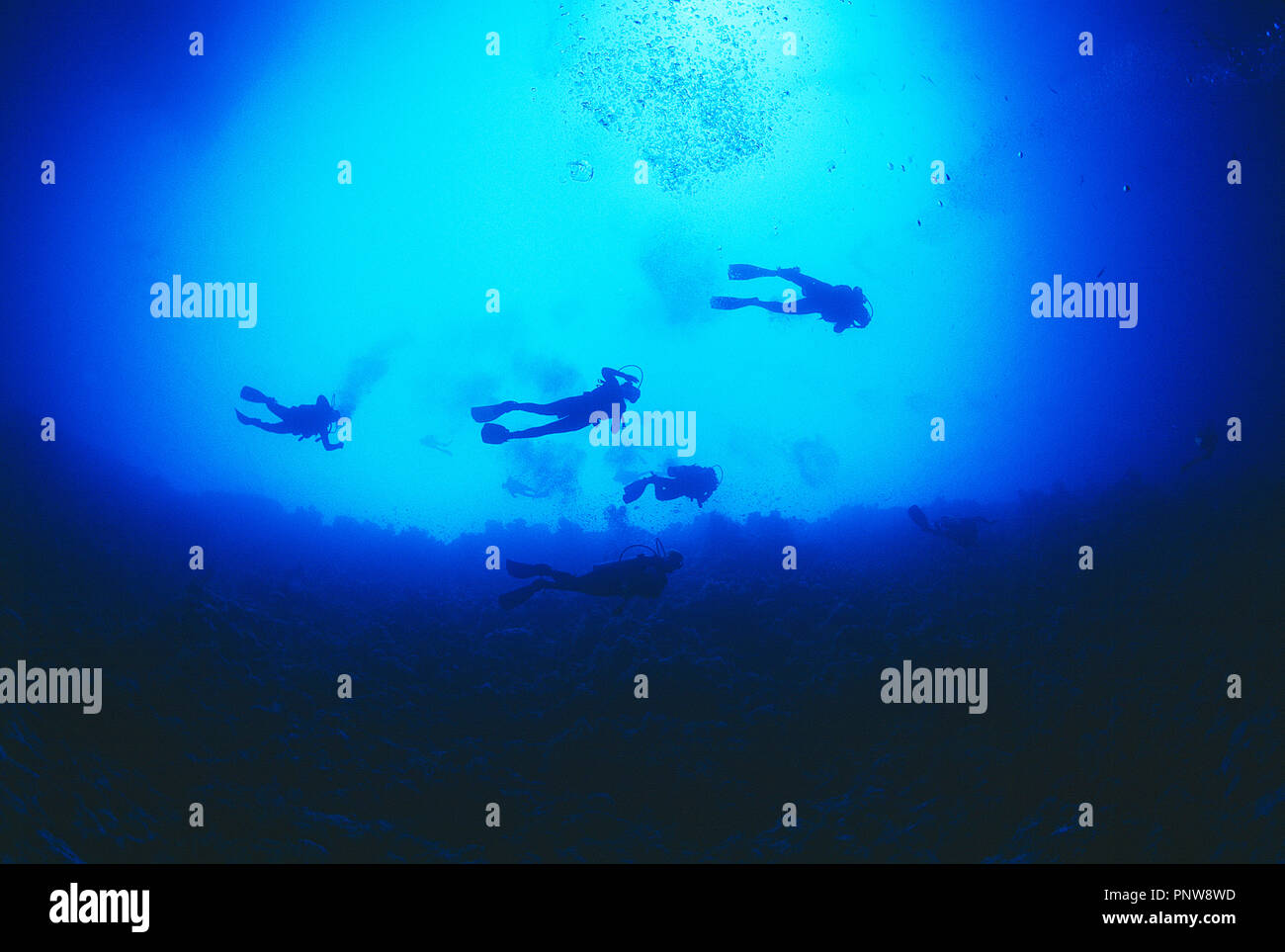 L'Égypte. Mer Rouge. Groupe de 10 plongeurs sous l'eau. Vue du dessous. Banque D'Images