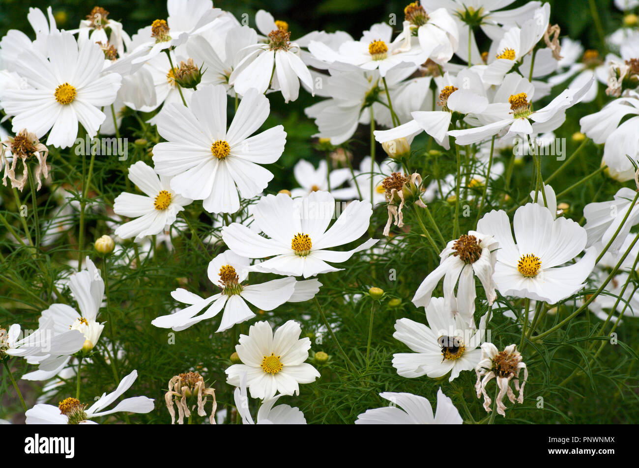Fleurs cosmos blanc Banque D'Images