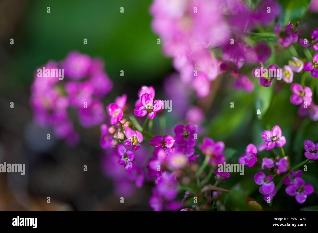 Divers jardin fleurs, belles couleurs luxuriantes de pétales, avec beaucoup de flou. Macro Banque D'Images
