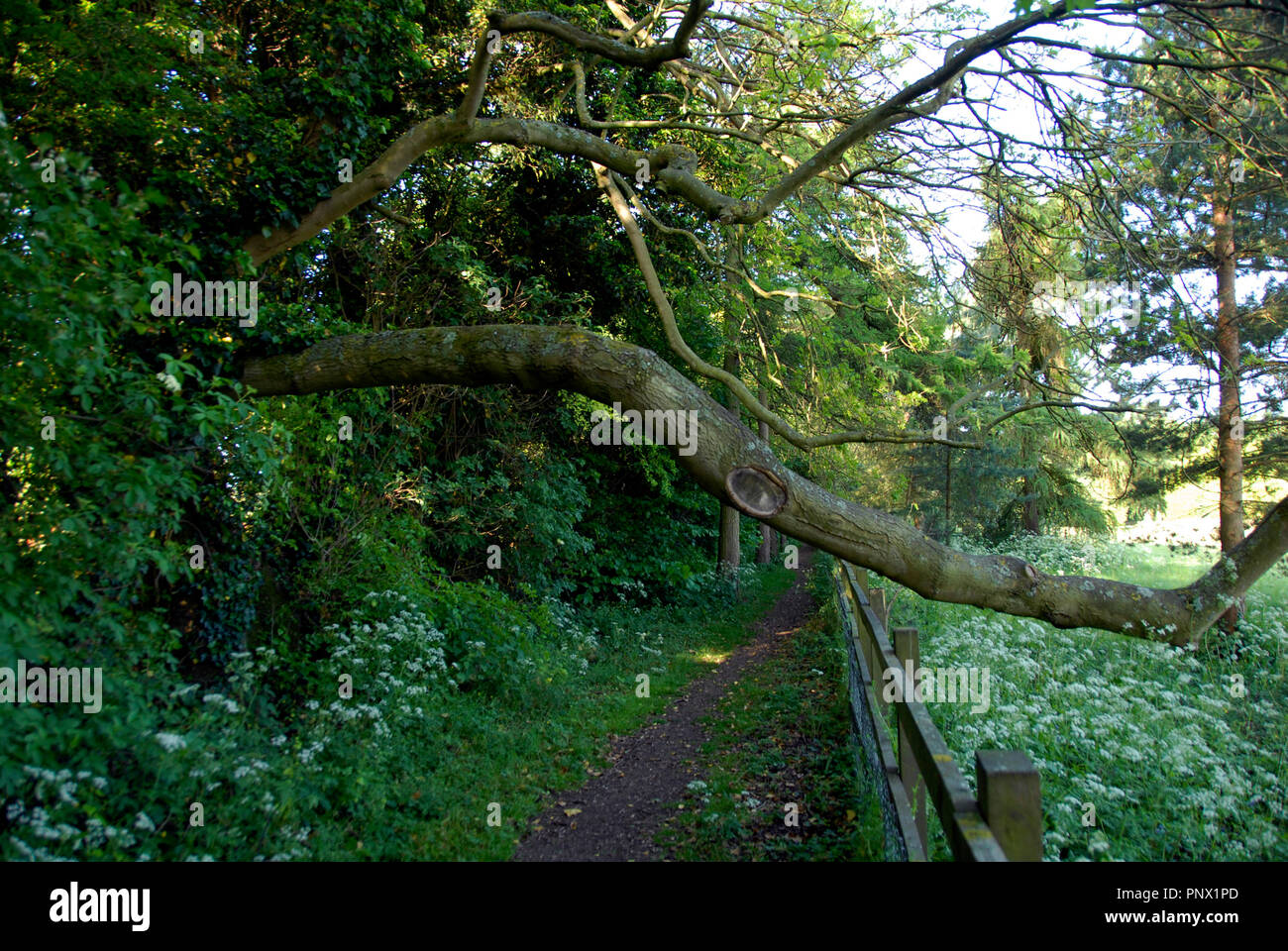 Direction générale de l'arbre tombé bloquant partiellement sentier Banque D'Images