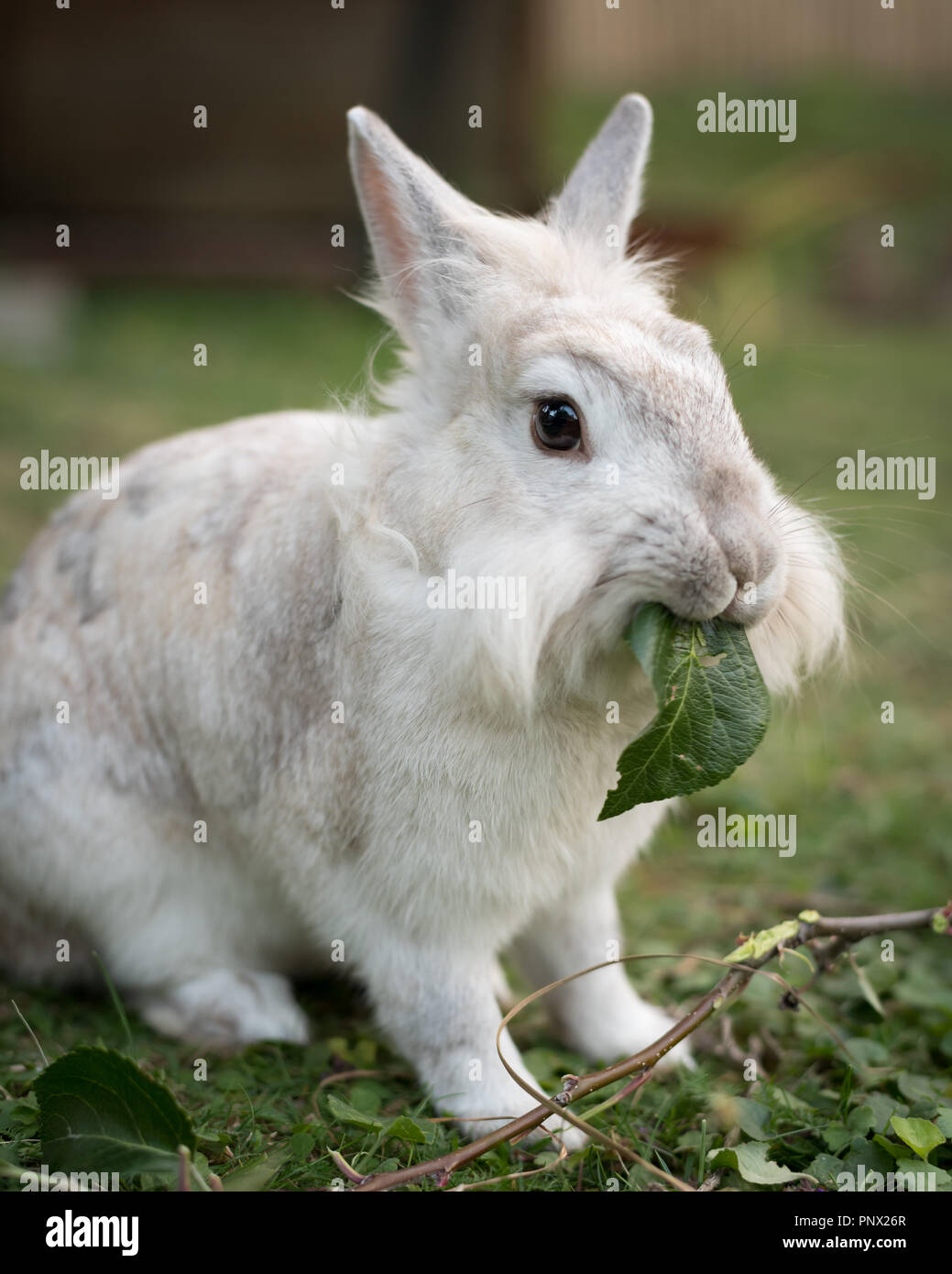 Un lapin nain blanc (lions head) manger une feuille Banque D'Images