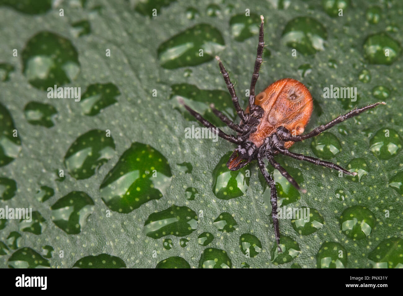 Tique face inférieure sur la structure des feuilles humides. Ixodes ricinus. Close-up d'un insecte parasite dangereux à l'envers. Fond vert avec des gouttes d'eau. Banque D'Images