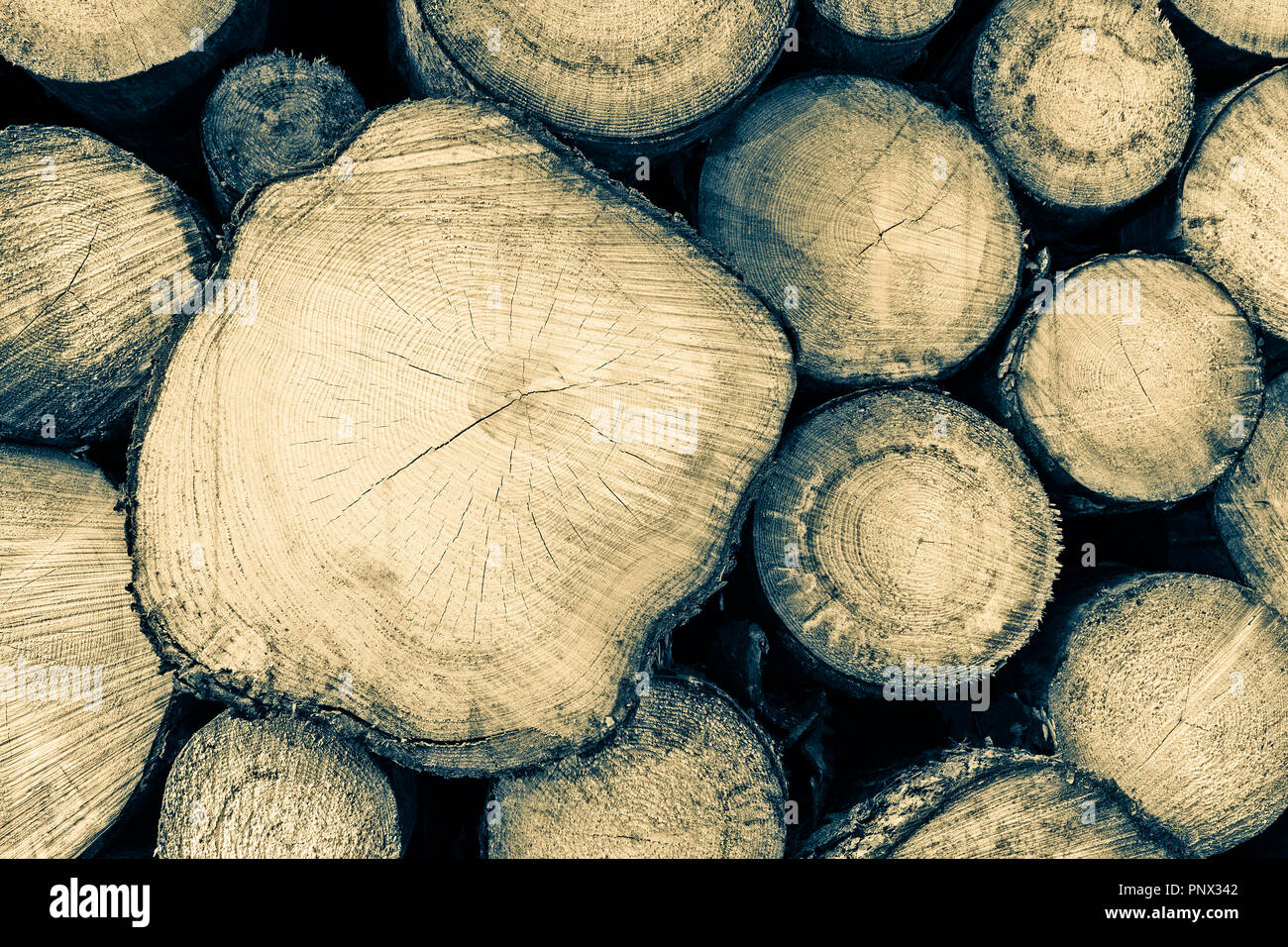Stock de matières des troncs dans la section. Close-up artistique. Les troncs d'arbres sciés comme fond naturel. Résumé La texture de bois empilés. Style rétro. Banque D'Images