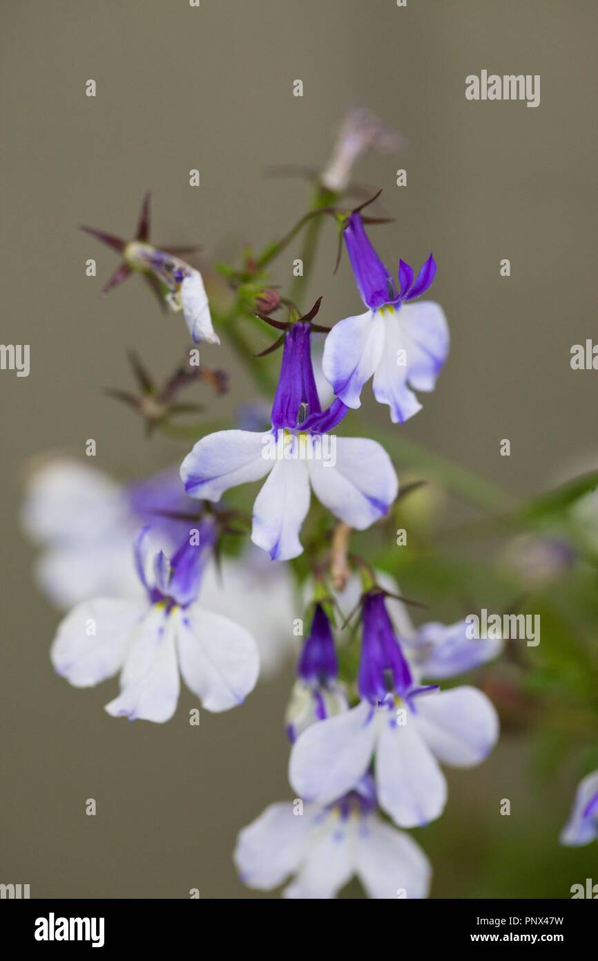 Divers jardin fleurs, belles couleurs luxuriantes de pétales, avec beaucoup de flou. Macro Banque D'Images