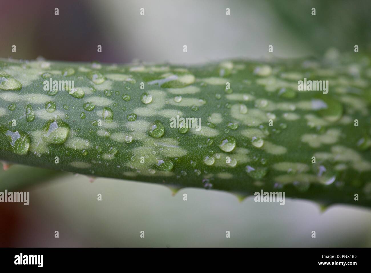 Divers jardin fleurs, belles couleurs luxuriantes de pétales, avec beaucoup de flou. Macro Banque D'Images