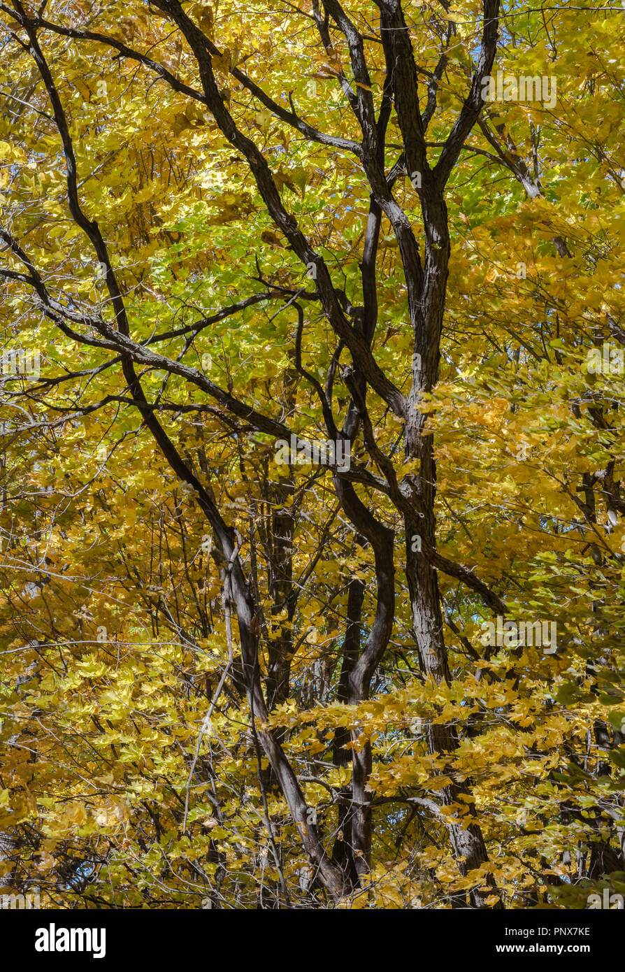 Feuilles d'érable jaune doré foncé contraste avec le tronc des arbres stériles au cours de l'automne dans la région de Frontenac State Park le long de la rivière Mississippi dans le Minnesota USA Banque D'Images