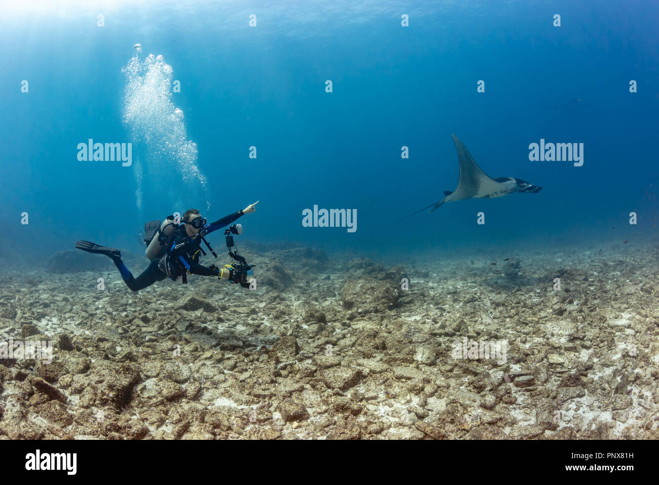 Photographe sous-marin du Pacifique avec le géant Manta Ray, la Reina, La Paz, Mexique Banque D'Images