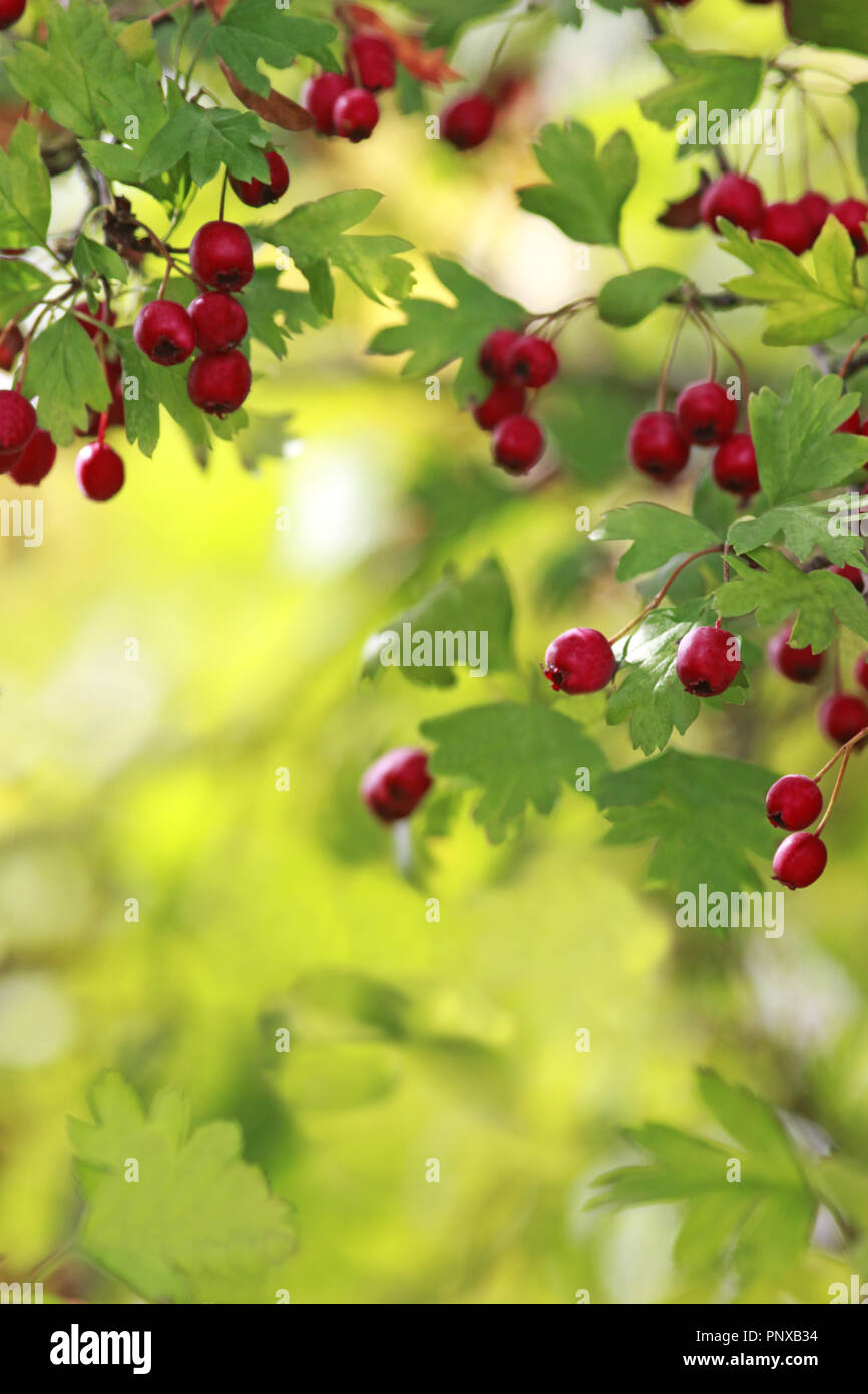 Branche avec des baies d'aubépine rouge lumineux, Banque D'Images