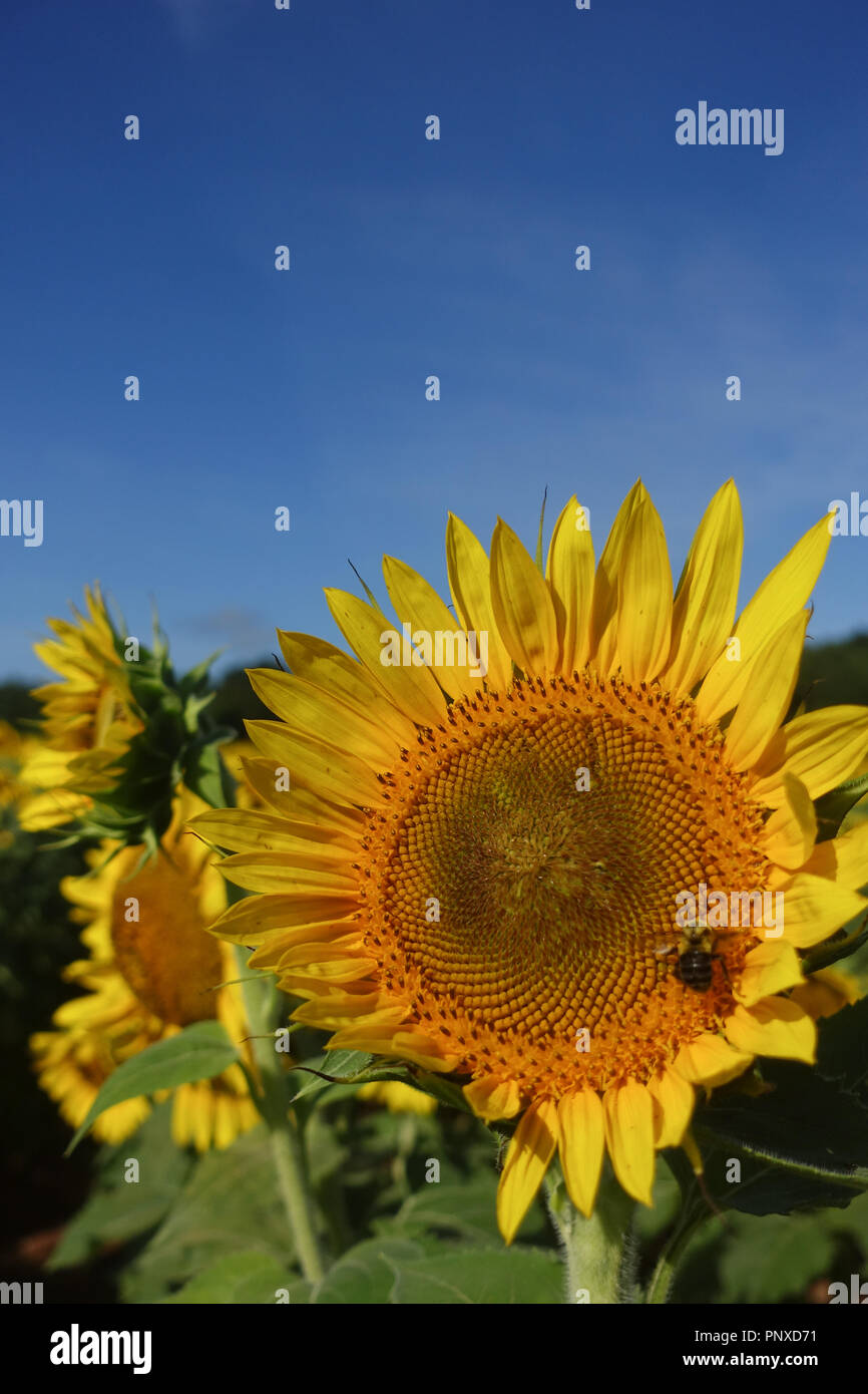 Photo verticale d'un gros plan d'une abeille pollinisant un tournesol dans un champ de tournesols en été sous un ciel bleu Banque D'Images