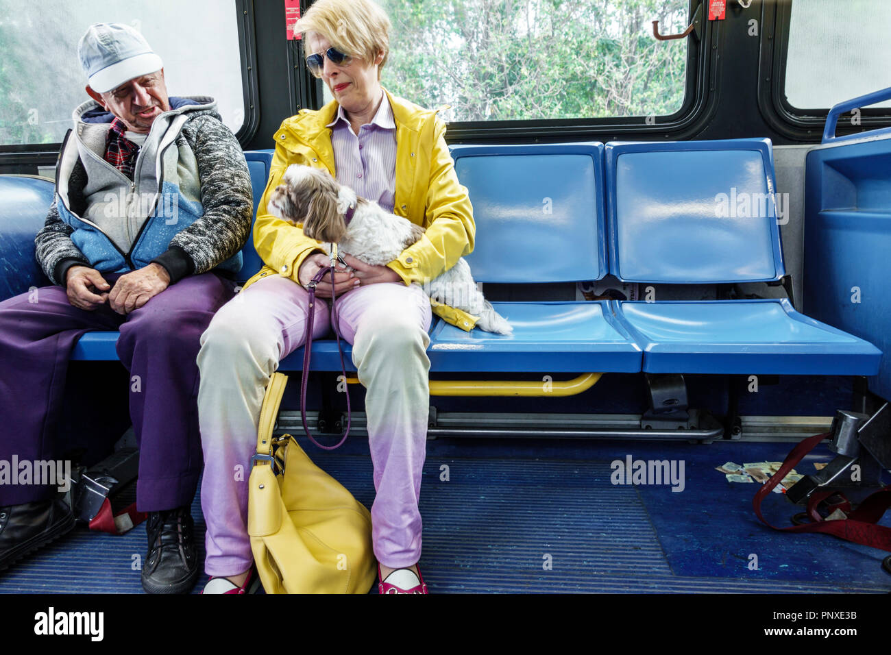 Miami Beach Florida,bus,passagers rider riders,couple,chiens,Miami-Dade Metrolbus riders,adultes femme femme femme, homme hommes homme Banque D'Images