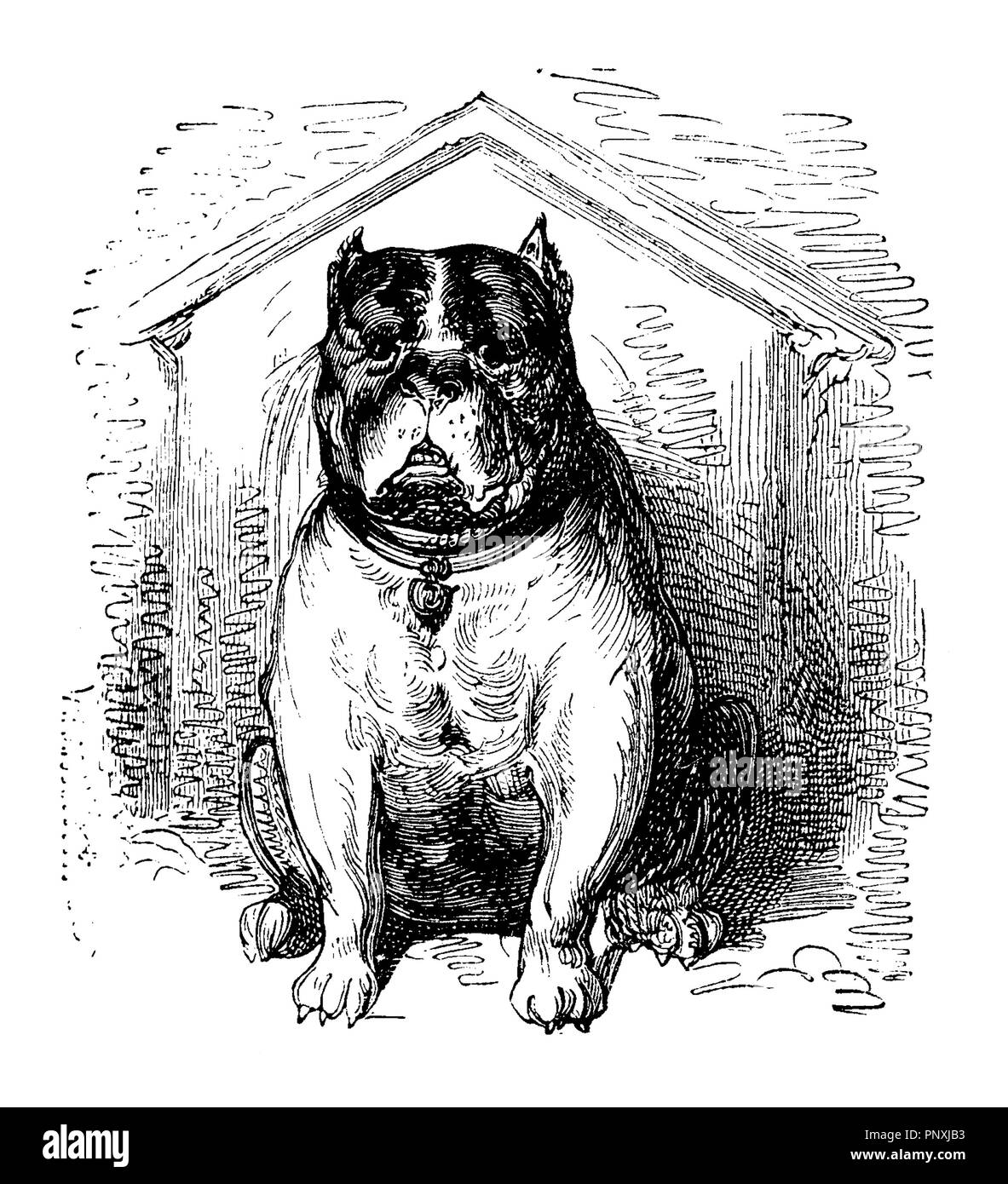 Bulldog imposant prend au sérieux son rôle de chien de garde, vintage print Banque D'Images
