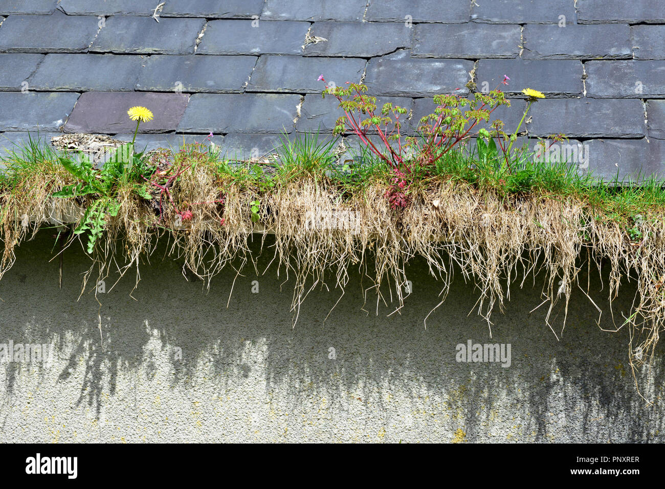 Gouttière de toit en ardoise à l'abandon ci-dessous rempli de mauvaises herbes Banque D'Images