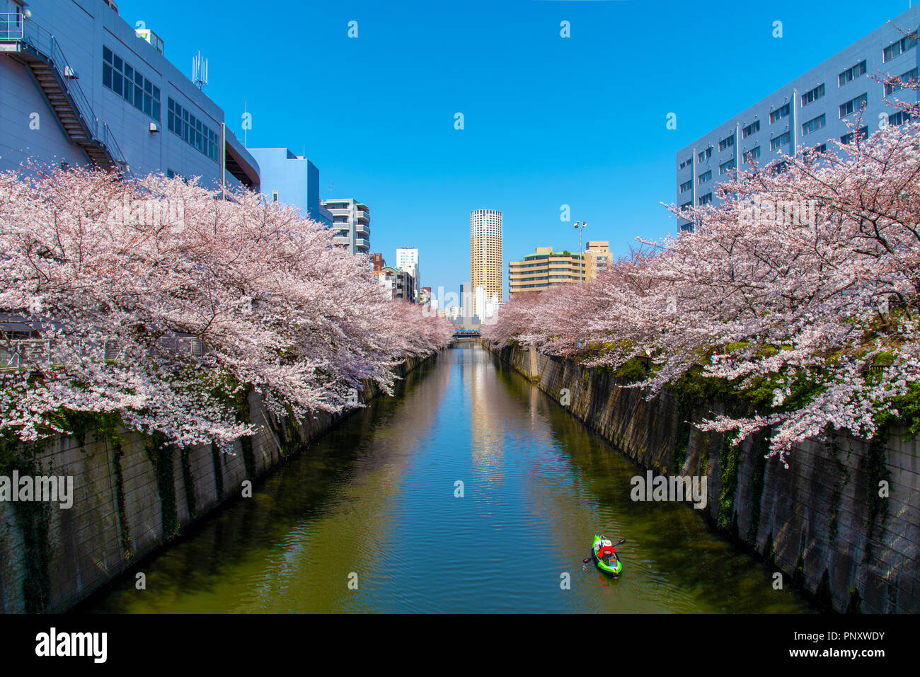 La saison des cerisiers en fleur à Tokyo au Japon, Meguro river rivière Meguro Festival Sakura. Banque D'Images