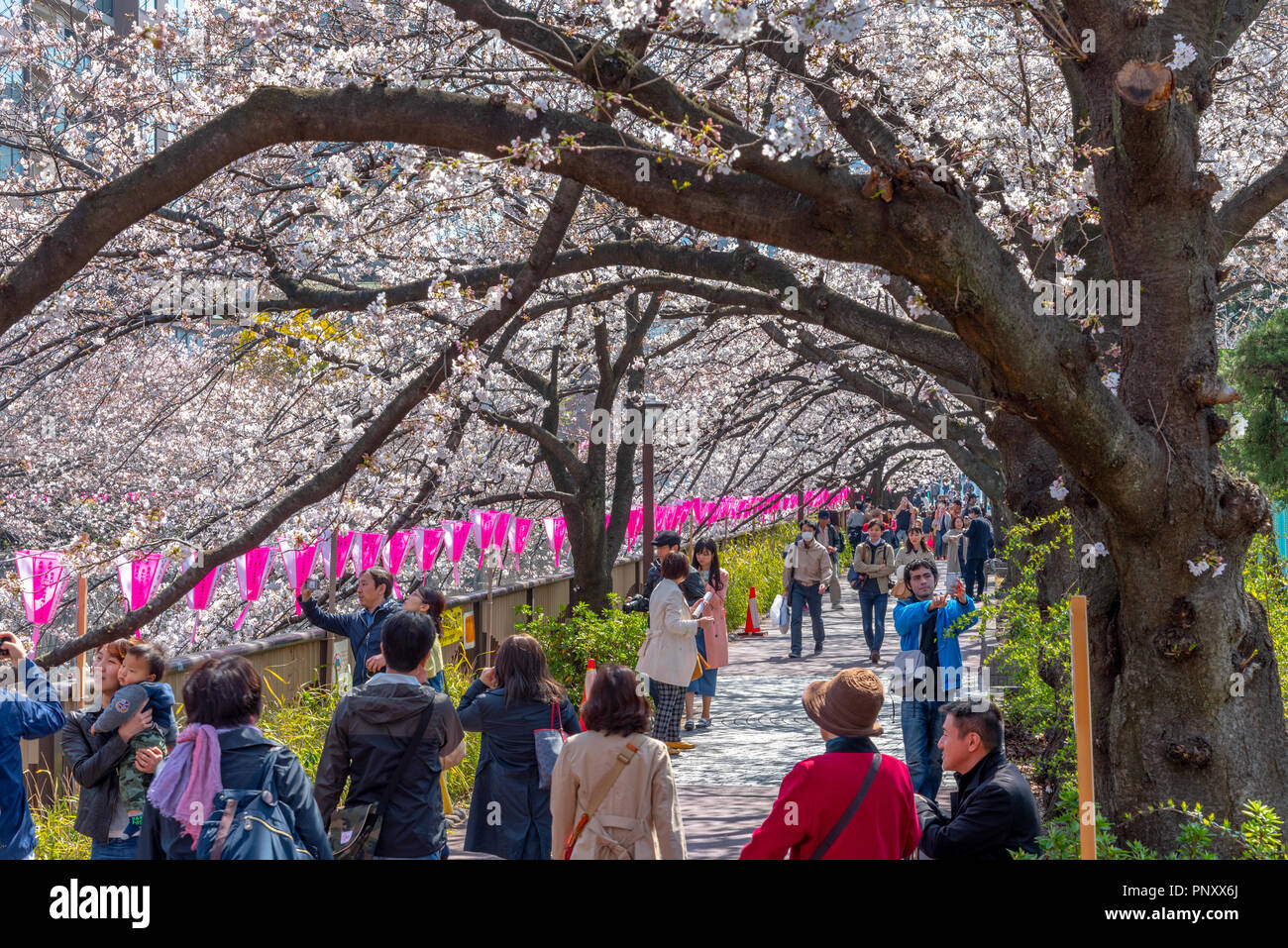 La saison des cerisiers en fleur à Tokyo au Japon, Meguro river rivière Meguro Festival Sakura. Banque D'Images