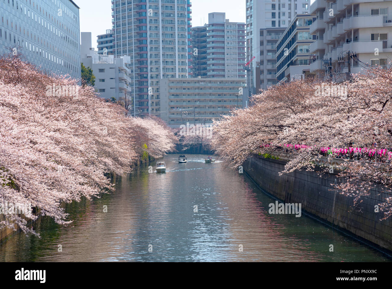La saison des cerisiers en fleur à Tokyo au Japon, Meguro river rivière Meguro Festival Sakura. Banque D'Images