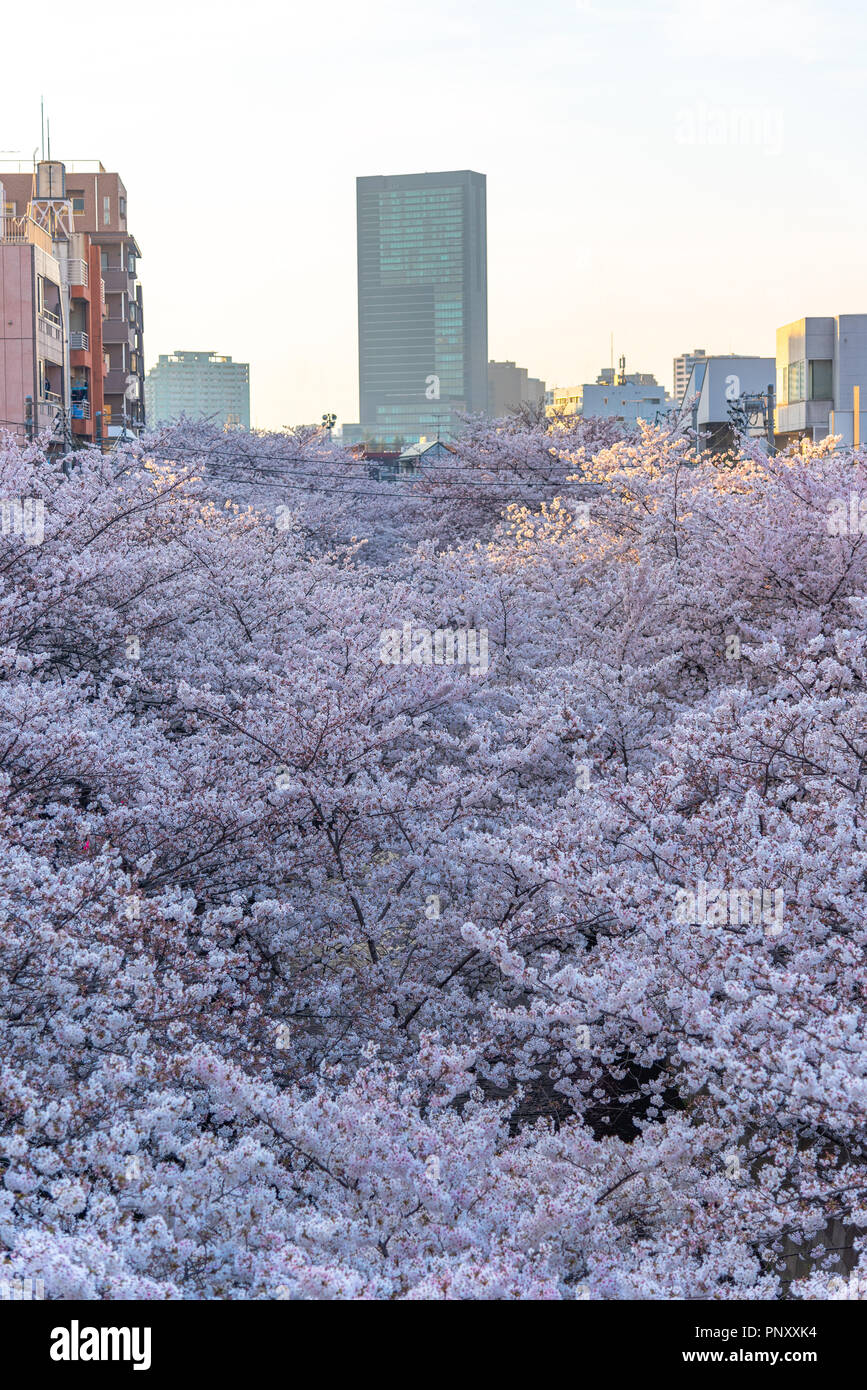 La saison des cerisiers en fleur à Tokyo au Japon, Meguro river rivière Meguro Festival Sakura. Banque D'Images